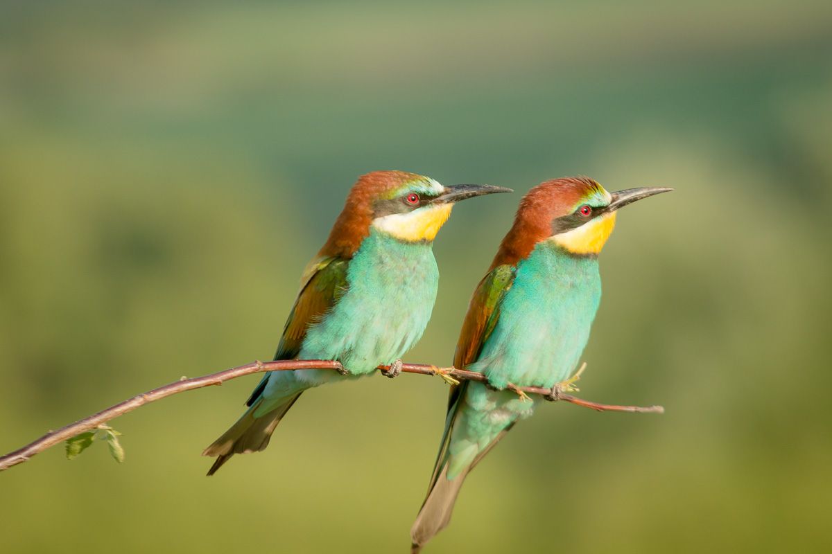 золотистая щурка, птицы, лето, birds, wildlife, bee-eater, Алексей Юденков