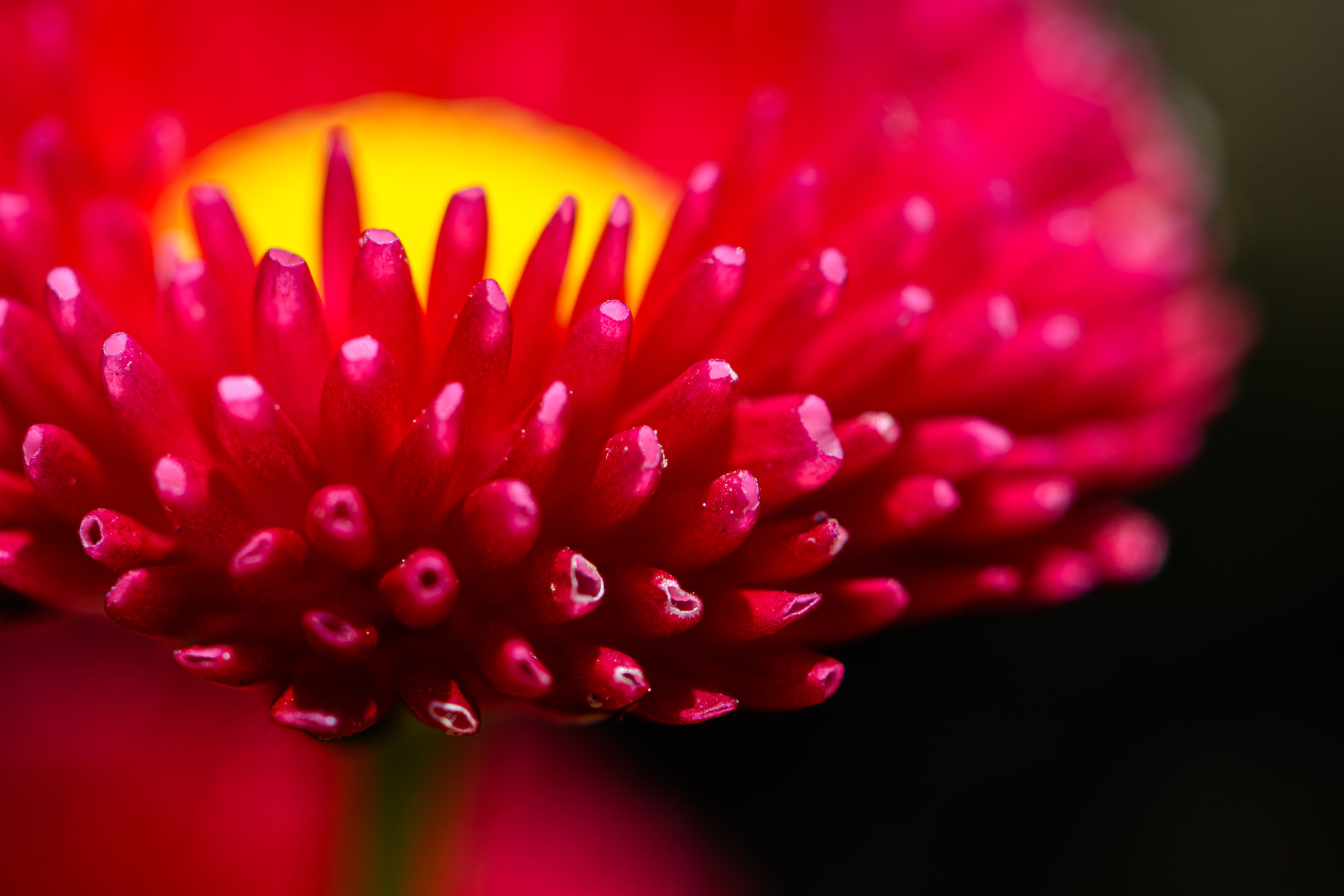 red, flower, petal, macro, plant,  Mykhailo