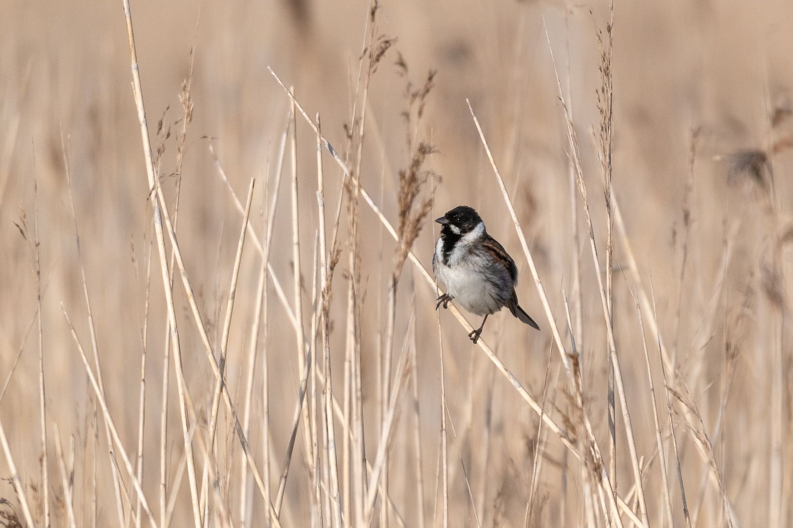 bird; perching; bunting; sparrow, Sibé
