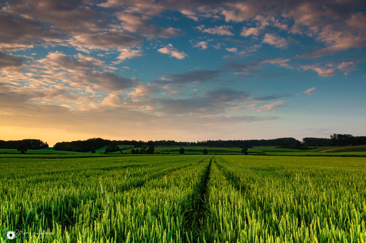 #field #rural #agriculture #village #sunset, Piotr Franieczek