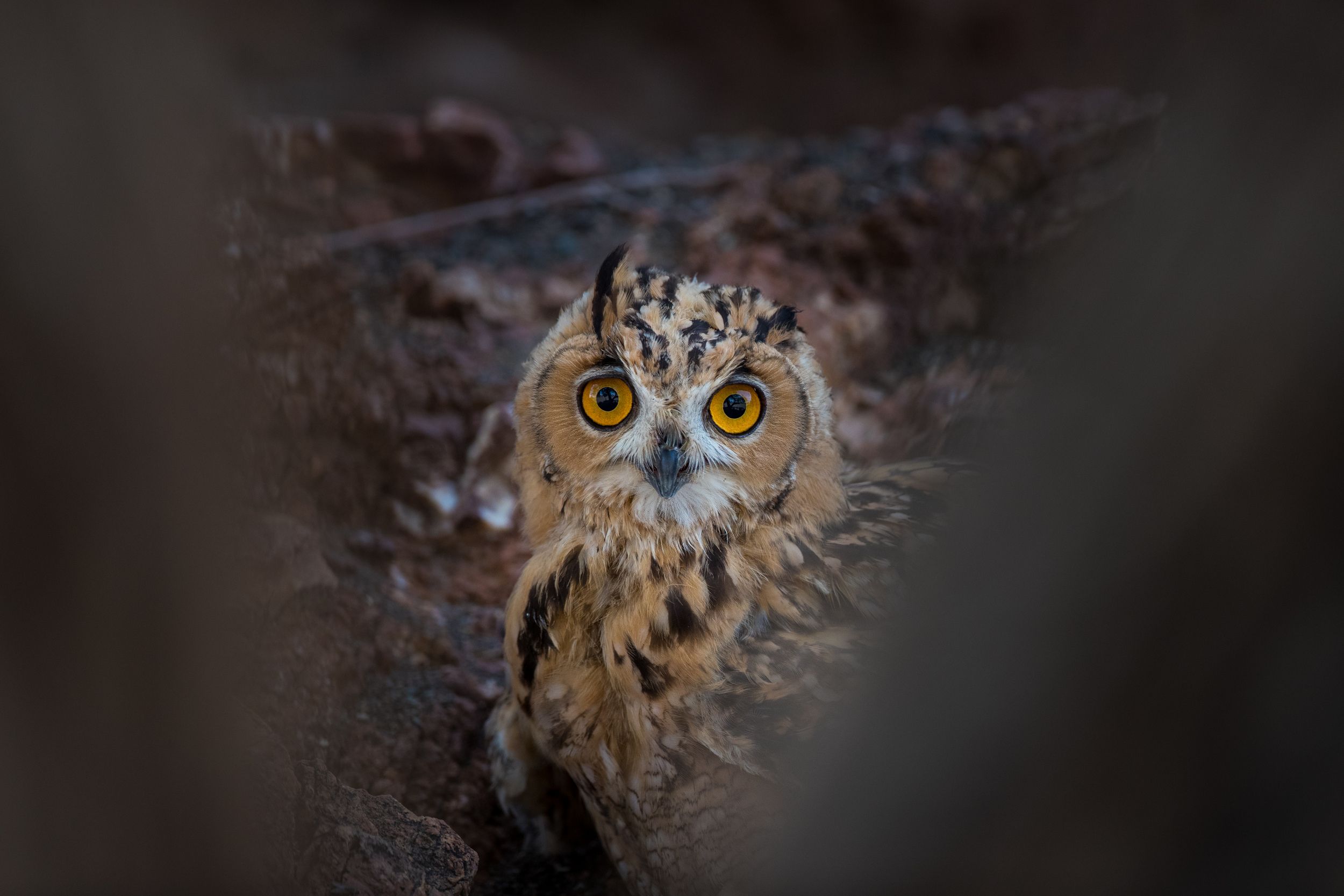 Birds owl , Nagarajan P