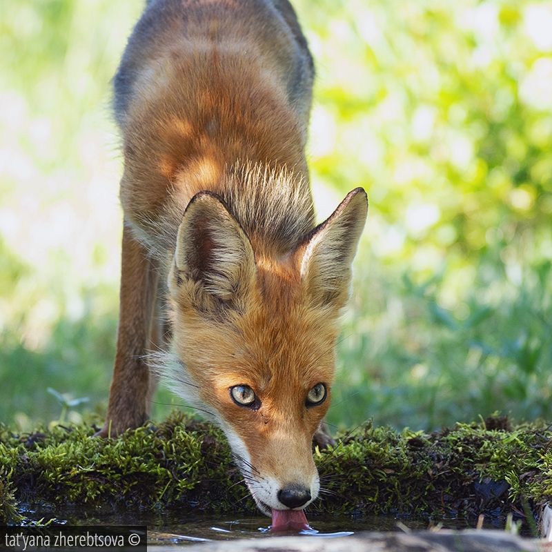 fox, my-mriya, mymriya, wildlife,, Татьяна Жеребцова