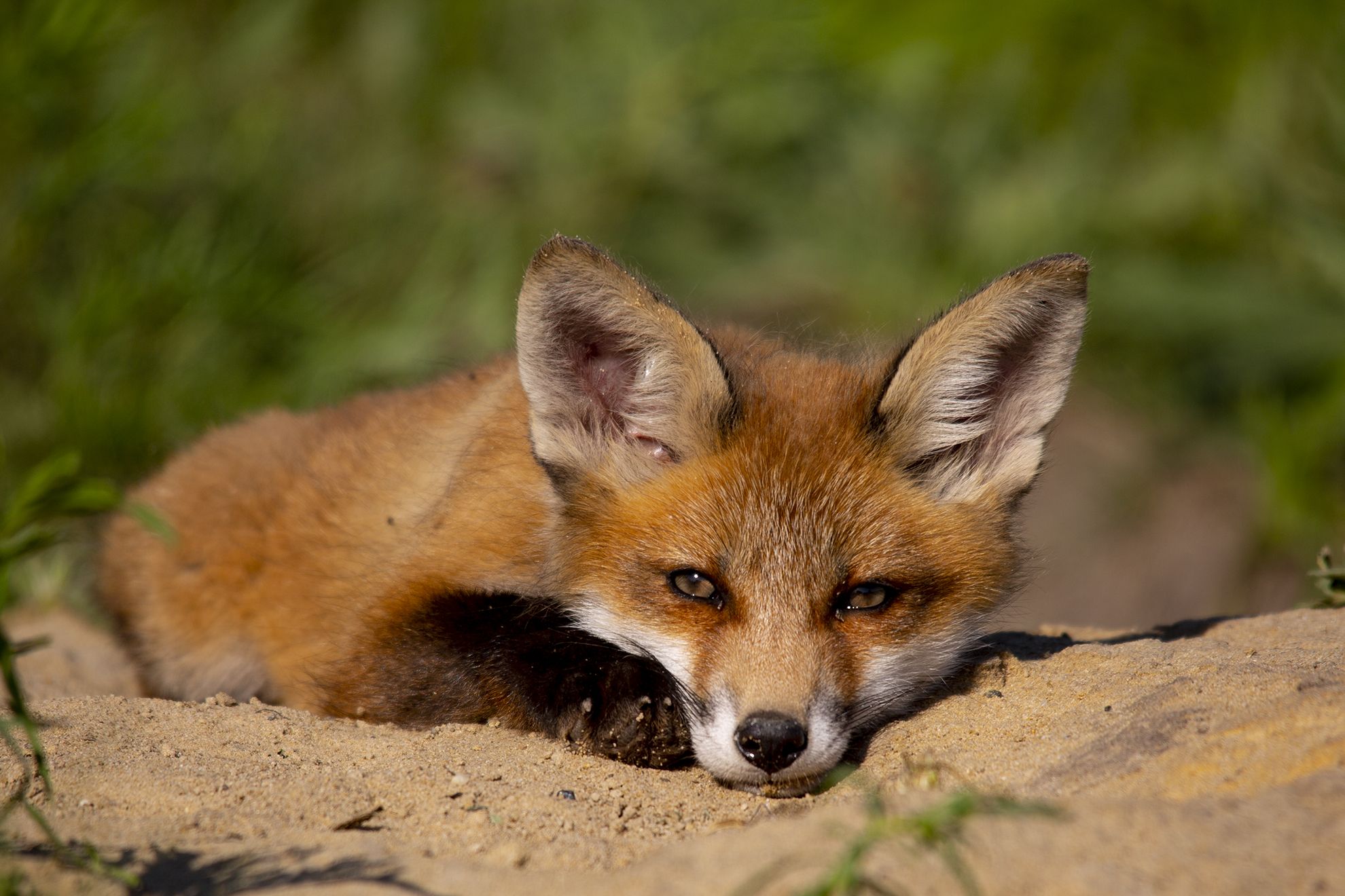 живая природа, Валерий Черняк