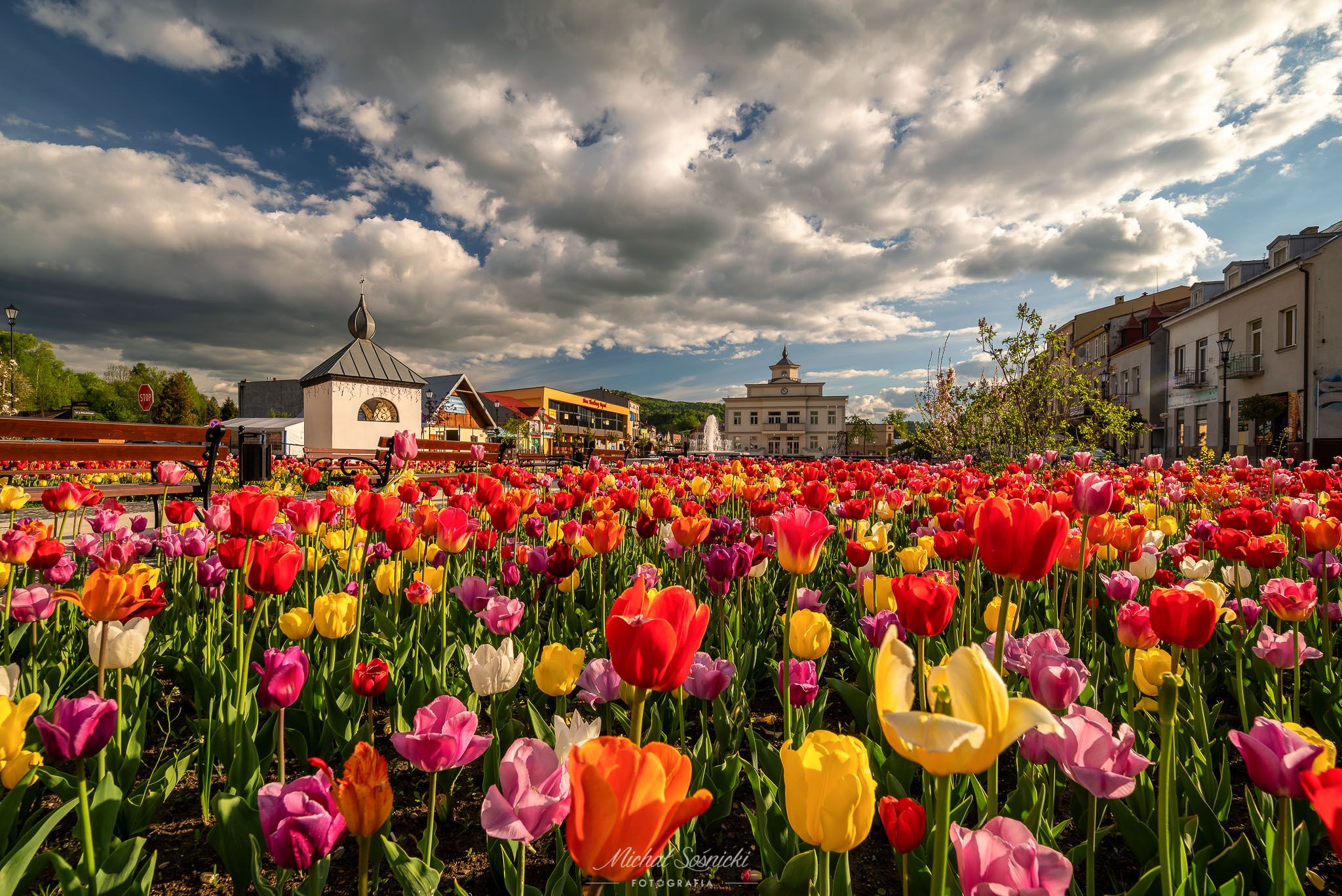 #poland #flowers #city #muszyna #tulips #nature #photo #best #benro @benq #pentax, Michał Sośnicki