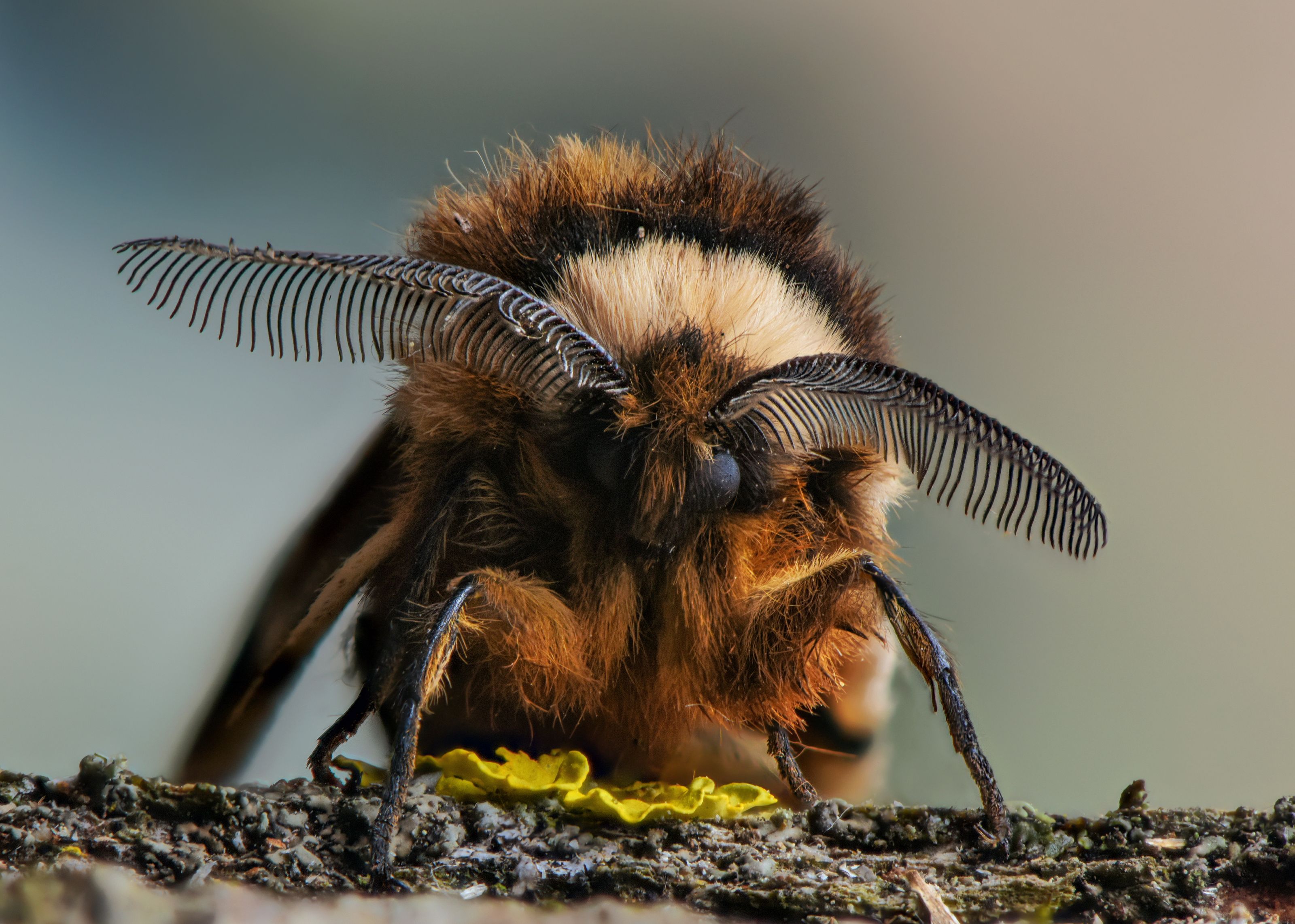 бабочка мотылек макро коконопряд брови, Анастасия Третьякова