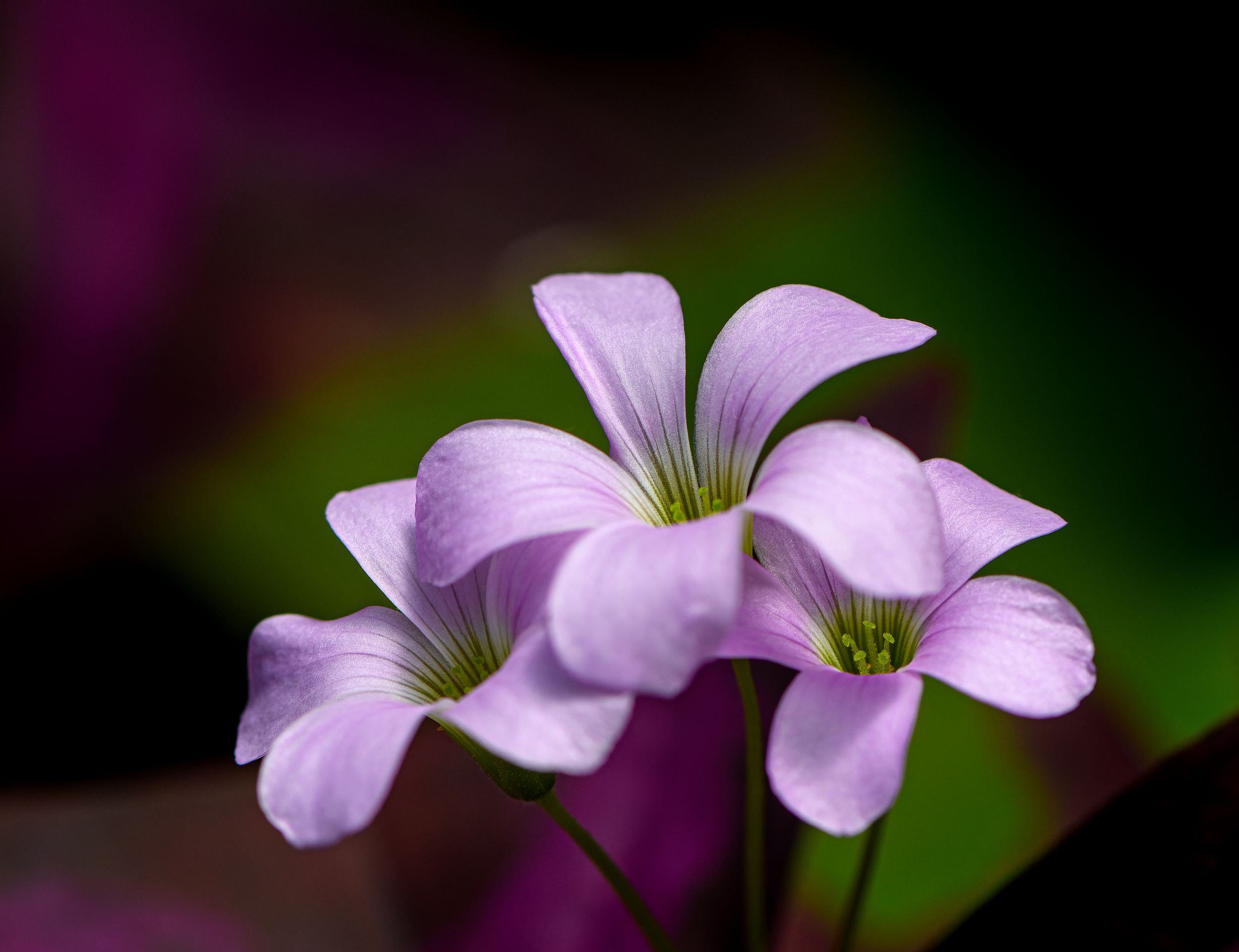 oxalis debilis, flower, macro, pink, violet, petals,  Mykhailo