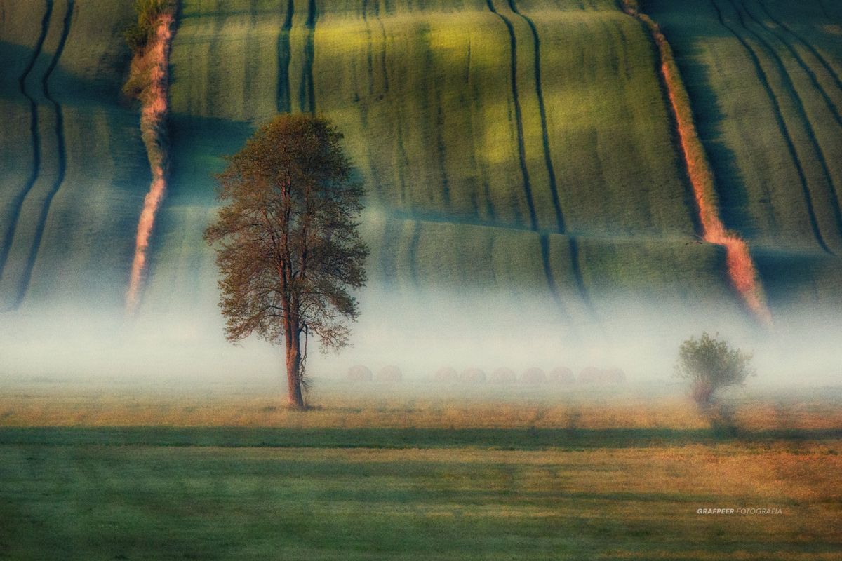 fields, lonely, tree, foggy, morning, springtime, rpowroznik, landscape, Robert Powroznik