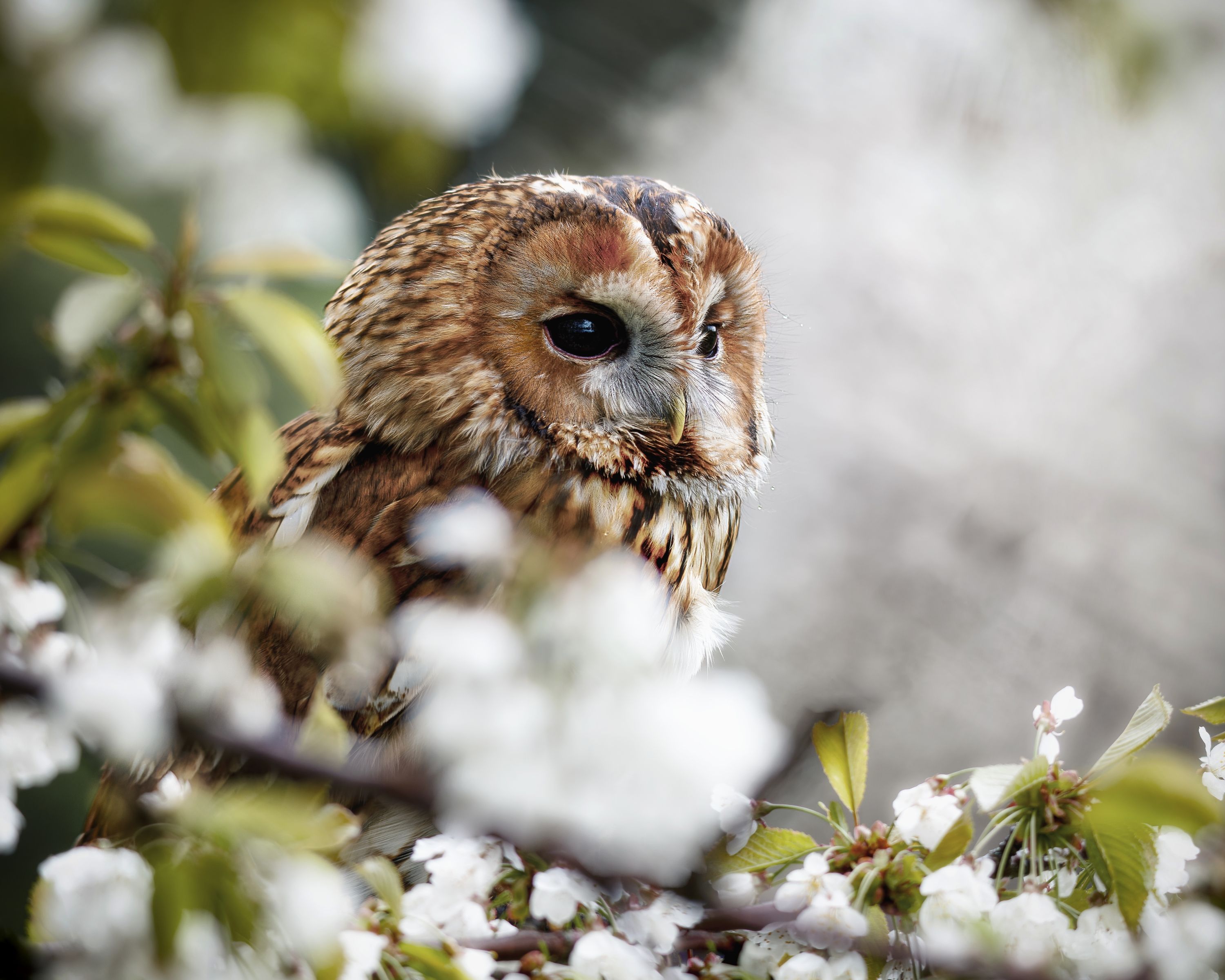 owl, spring, blossoms, Michaela Firešová