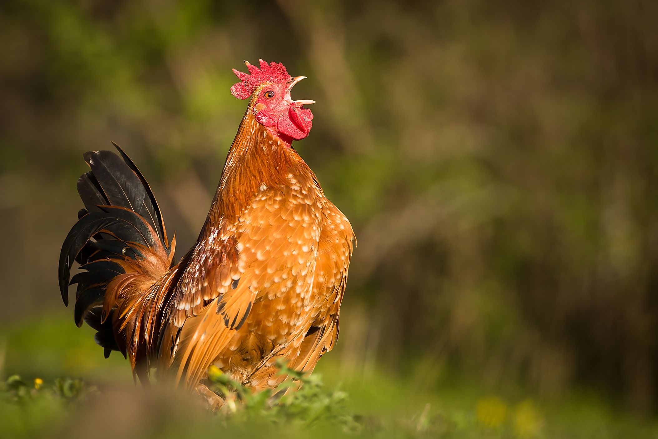 , Robert Adamec