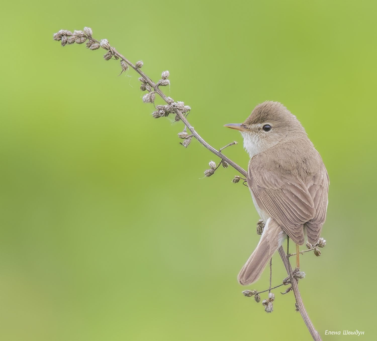 bird of prey, animal, birds, bird,  animal wildlife,  nature,  animals in the wild, booted warbler, бормотушка, северная бормотушка, Елена Швыдун