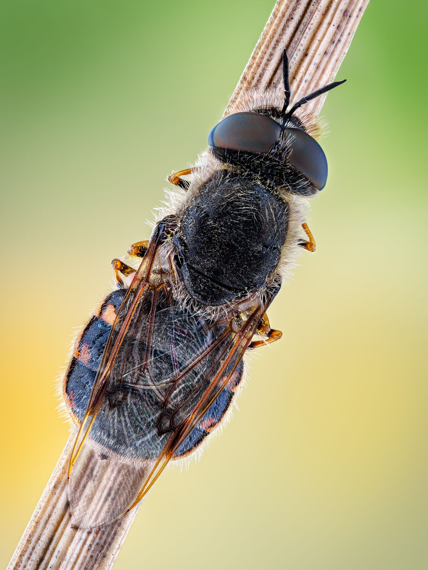 irass, waledzik, nat geo, olympus, close up, macro, extreme macro, макро, Ireneusz Irass Walędzik