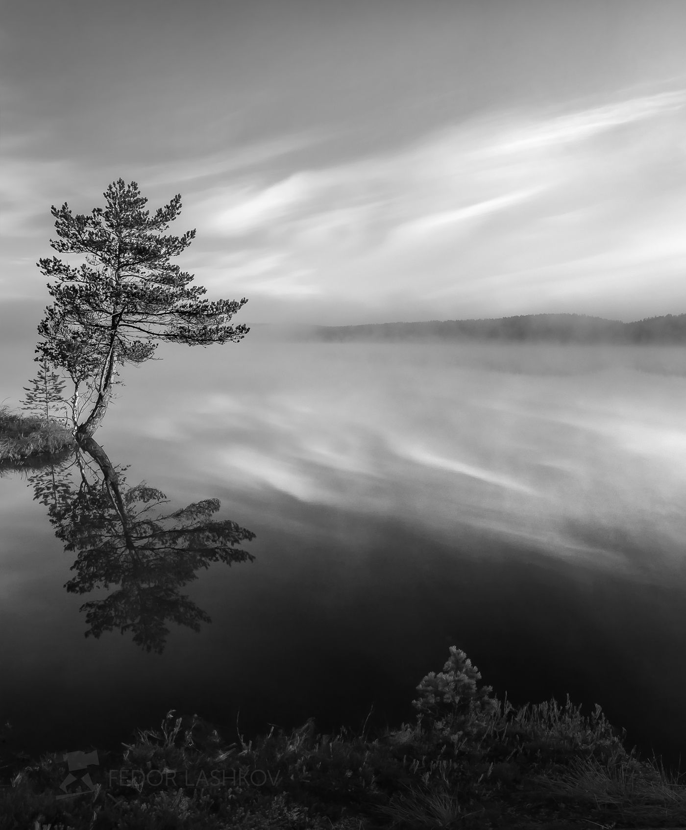 ленинградская область, рассвет, лето, сосна, озеро, отражение, дерево, берег, небо, облака, водная гладь,, Лашков Фёдор