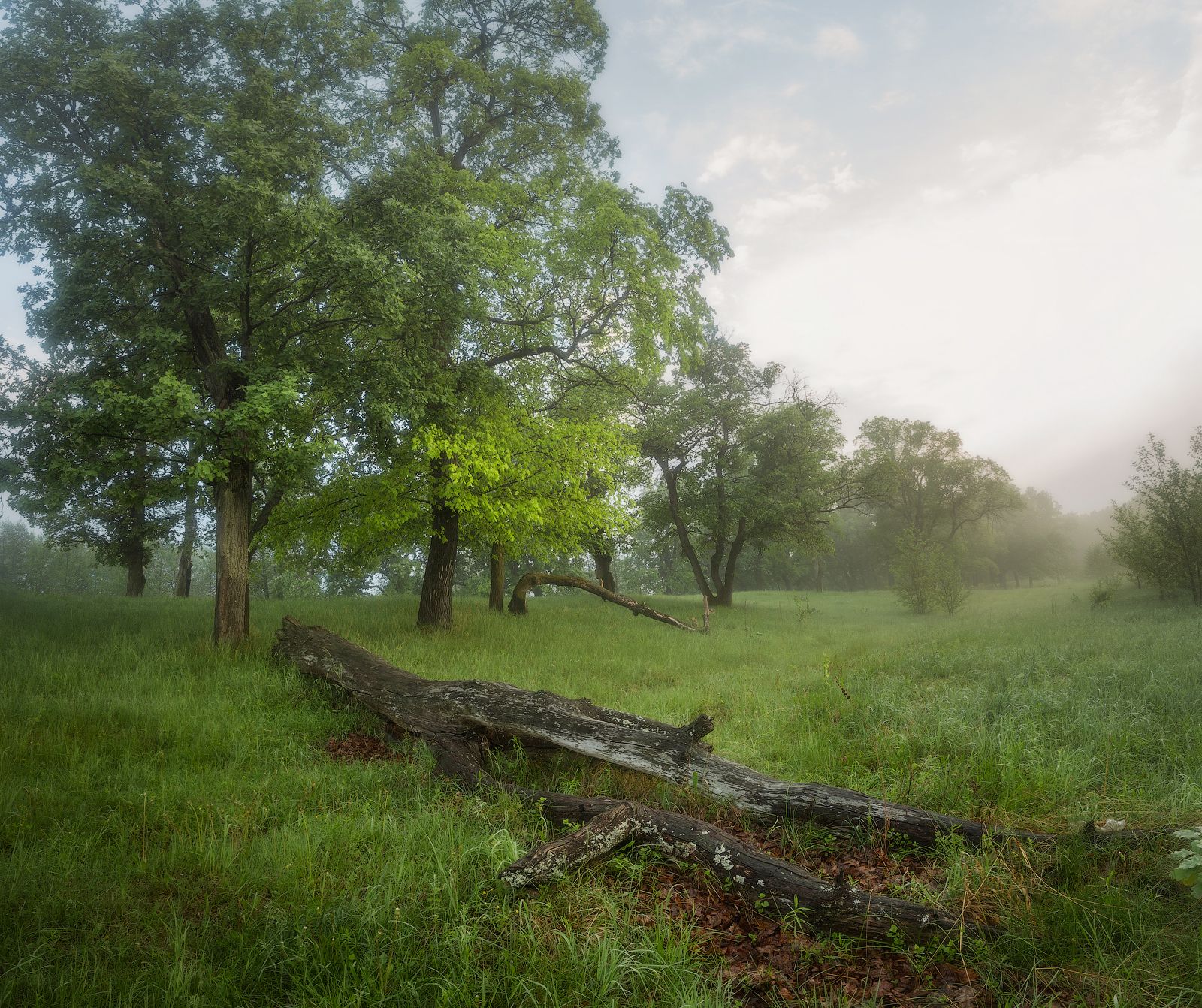 пейзаж природа деревья утро трава, Михаил Корнилов