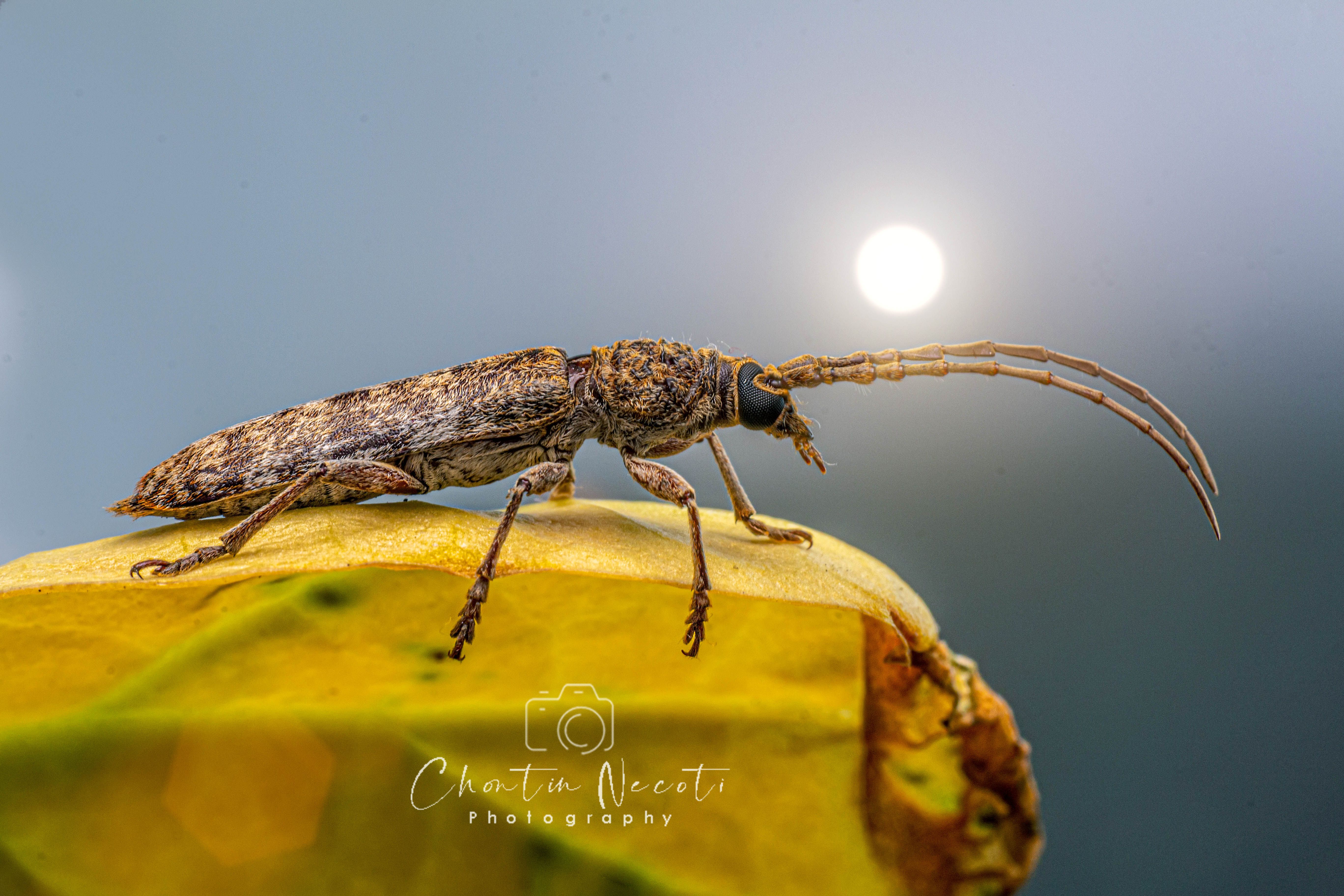 insect, macro, small, animal, wings, garden, yellow, leaf, close up, nature, natural, beautiful, NeCoTi ChonTin