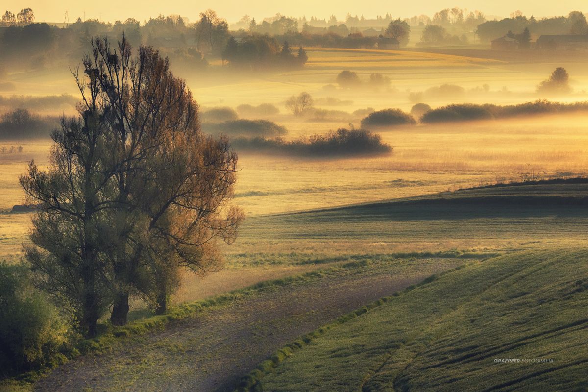 landscape, fields, trees, morning, foggy, sunlight, rpowroznik, spring, Robert Powroznik