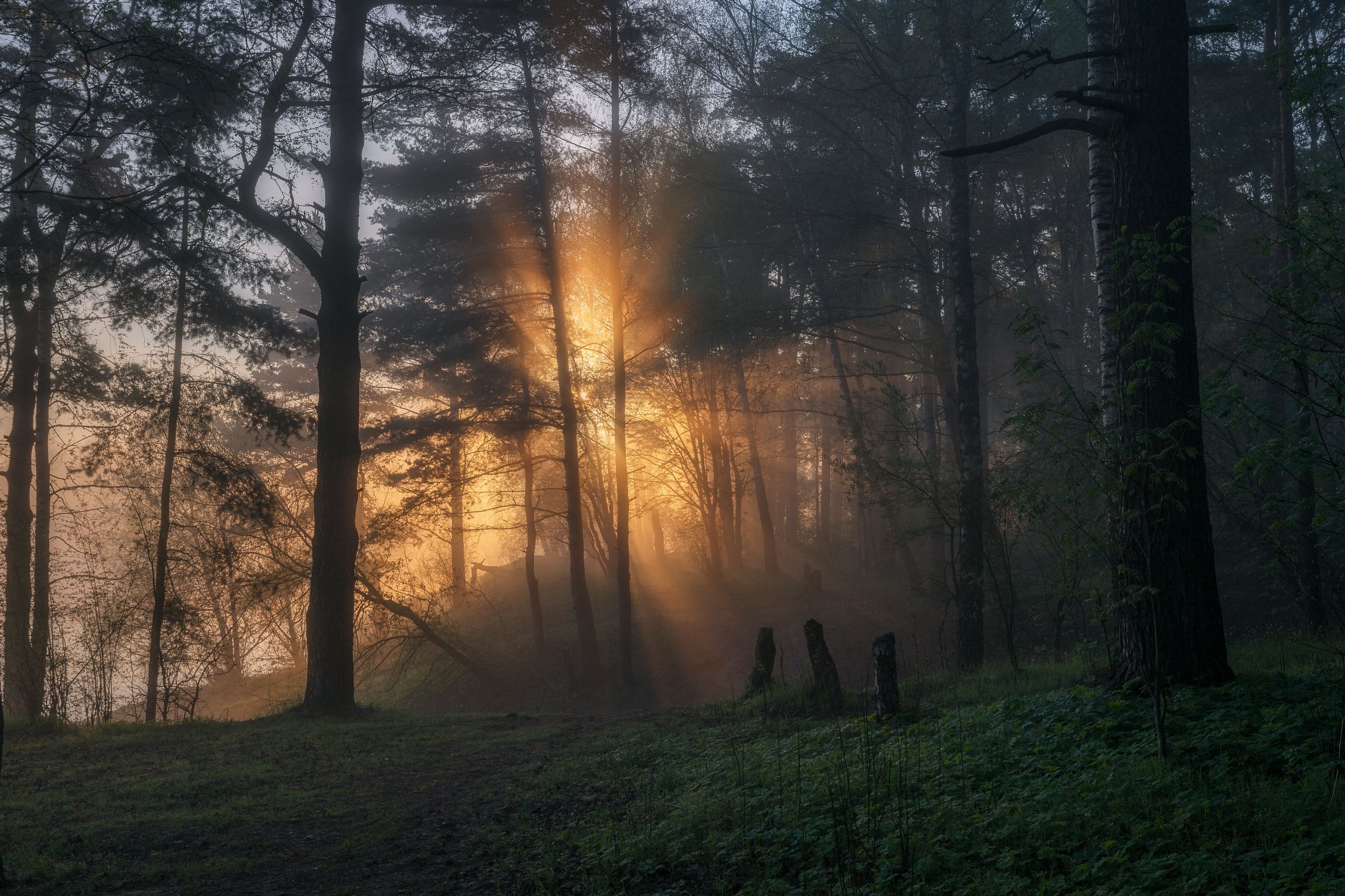 туман, рассвет, лес, природа, пейзаж, Московская область, Мартыненко Дмитрий