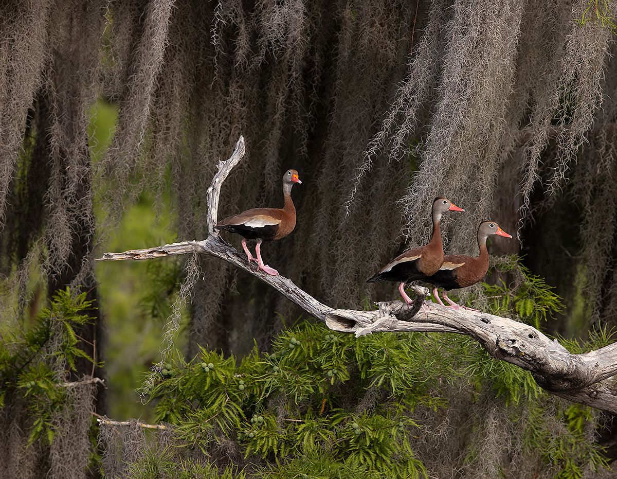 утка, duck, флорида, florida, black-bellied whistling duck, Elizabeth Etkind