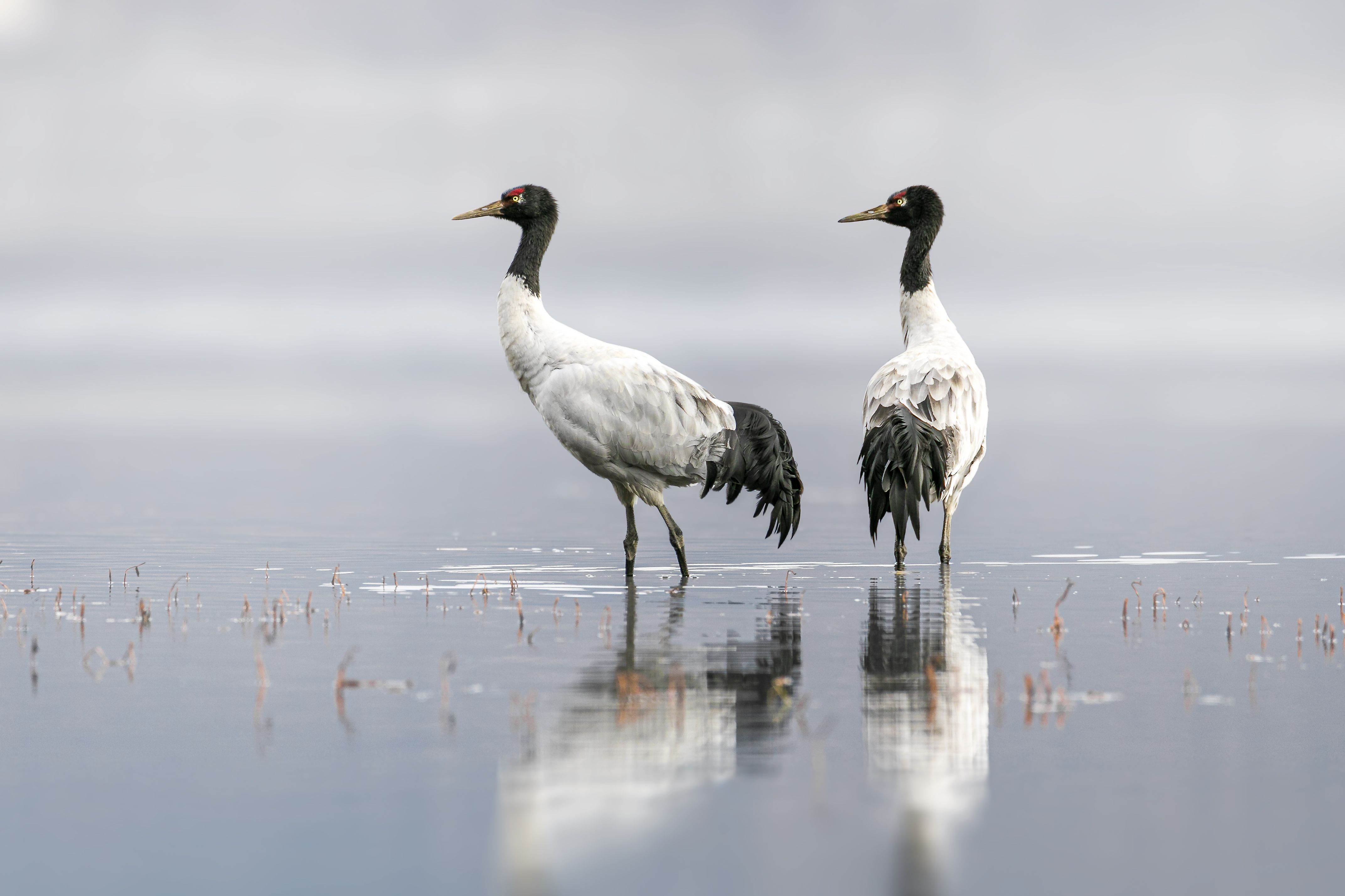 crane, black-necked cranes, wildlife, birds, Токарев Олег
