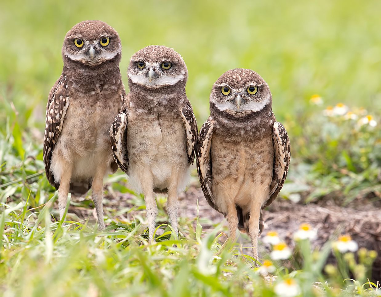 owl, burrowing owl,сыч, флорида,florida, Elizabeth Etkind