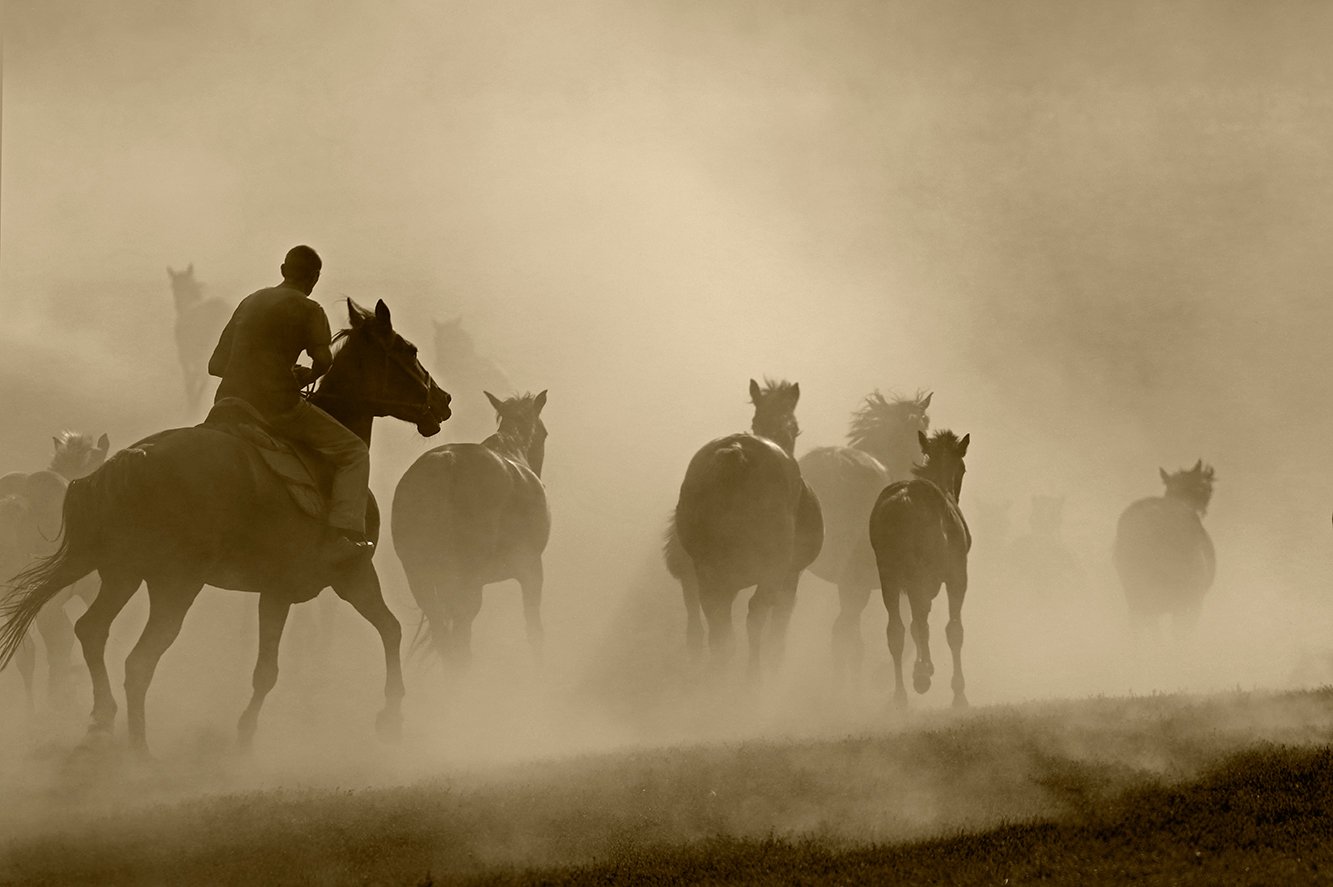 кони,лошади,табун,пыль, Fotojazz