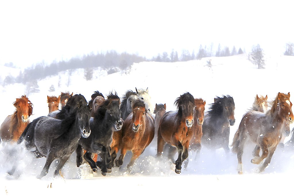 Horses song. Якутская лошадь. Много лошадей. Табун лошадей. Стая лошадей.