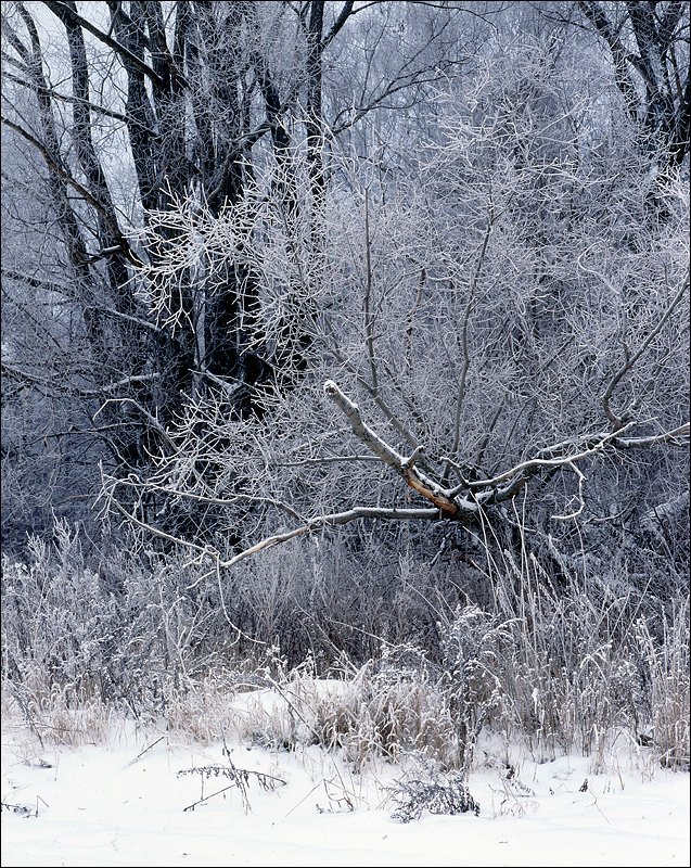 деревья, изморозь, ноябрь, лес, слайд, 6х7,, Victor Pechenev