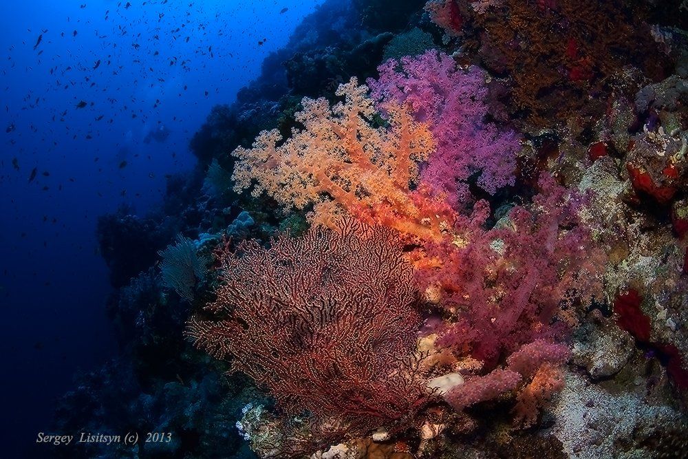 красное, море., мягкие, кораллы., Sergey Lisitsyn