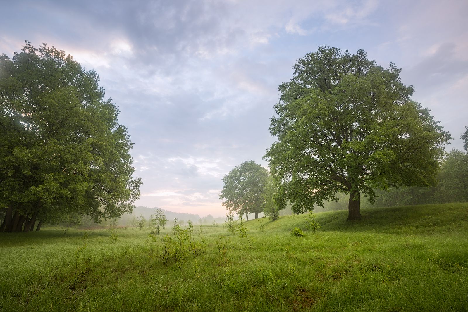 природа утро туман деревья, Михаил Корнилов
