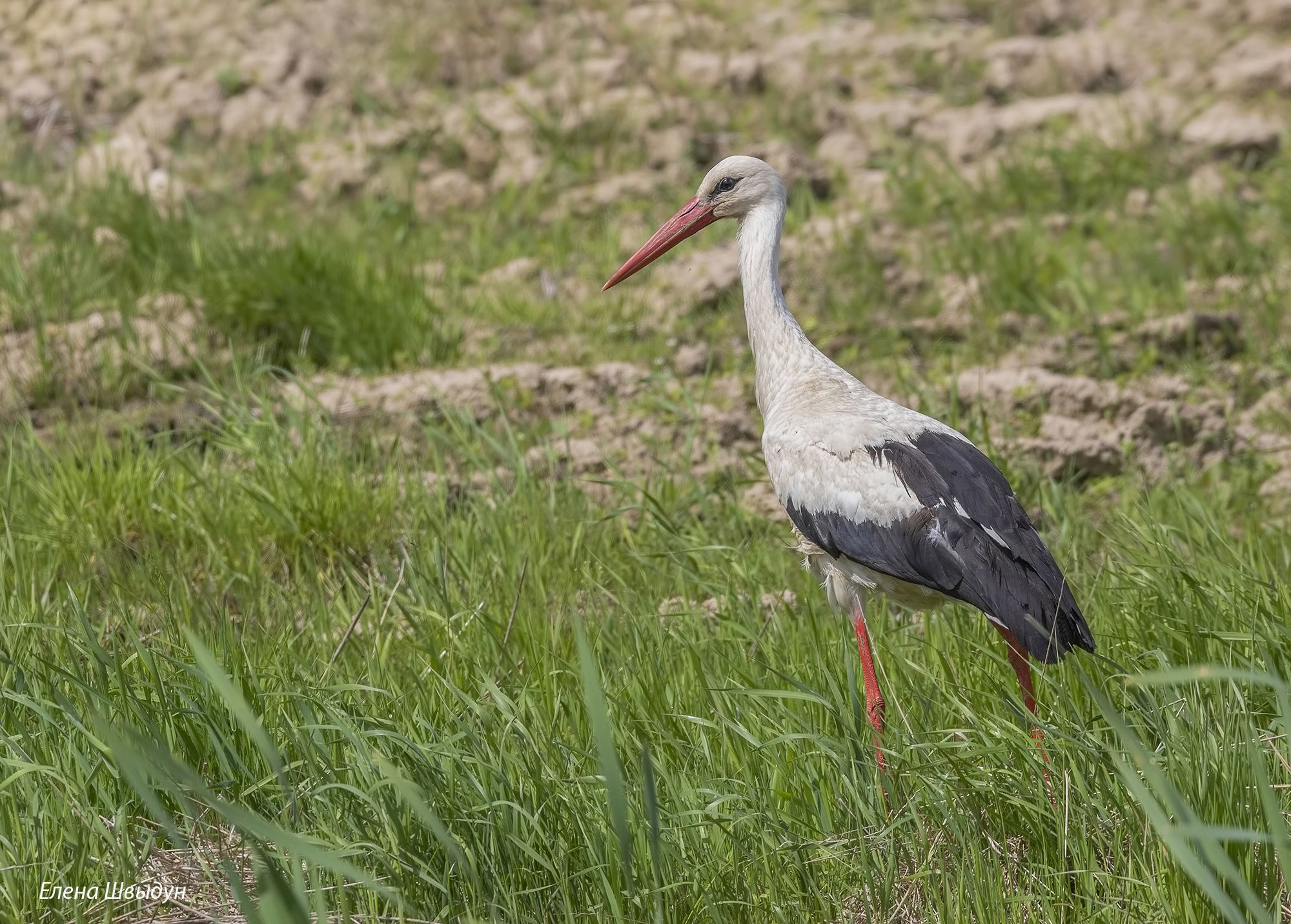 bird of prey, animal, birds, bird,  animal wildlife,  nature,  animals in the wild, white stork, белый аист, аист, stork, птицы, птица, Елена Швыдун