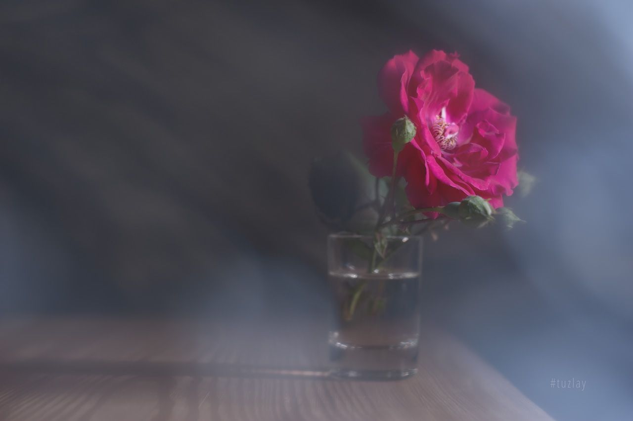 розы, Владимир Тузлай