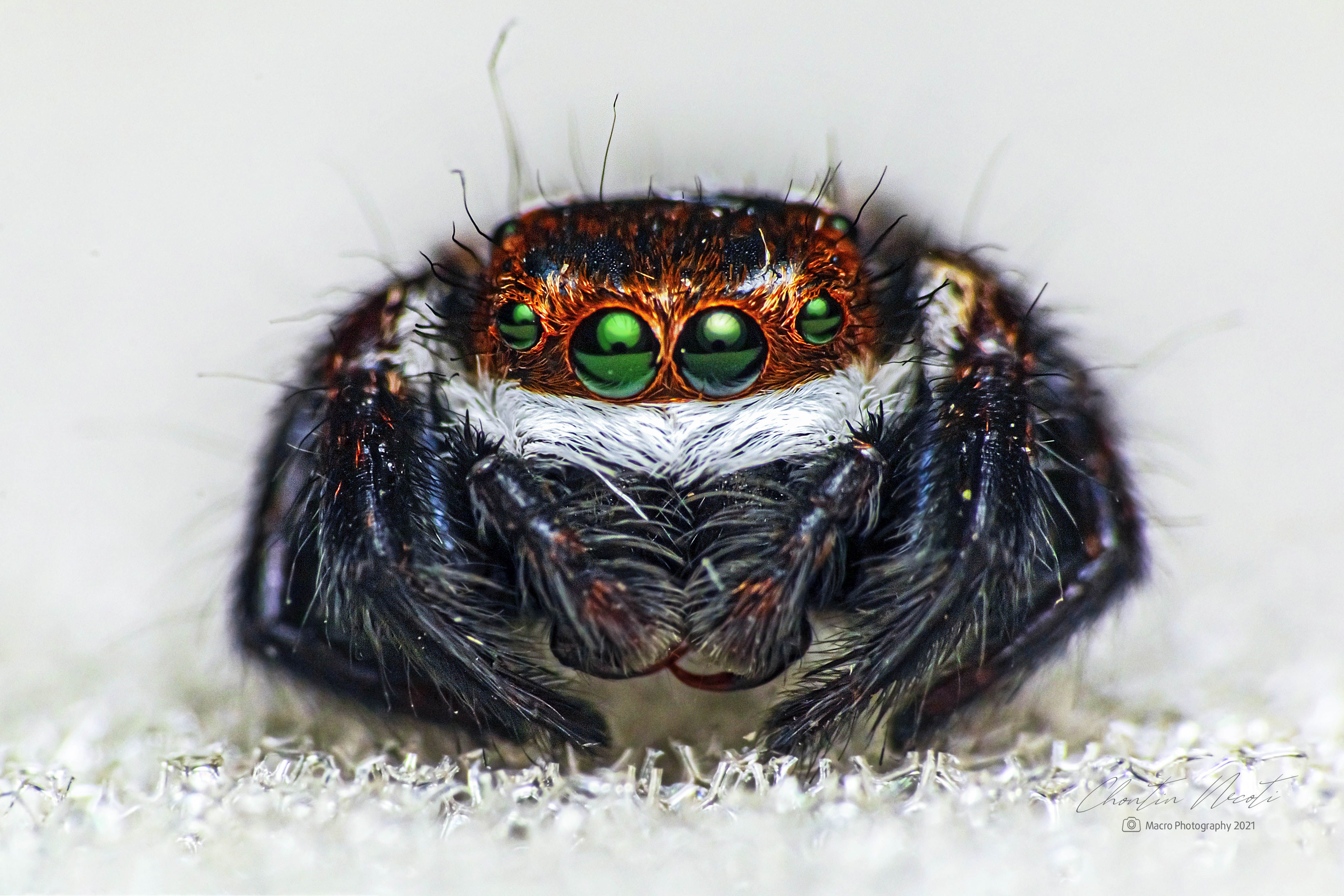 spider, small, macro, santa, jumping, animal, white, focus, garden, nature, natural, portrait, beauty, beautiful, NeCoTi ChonTin