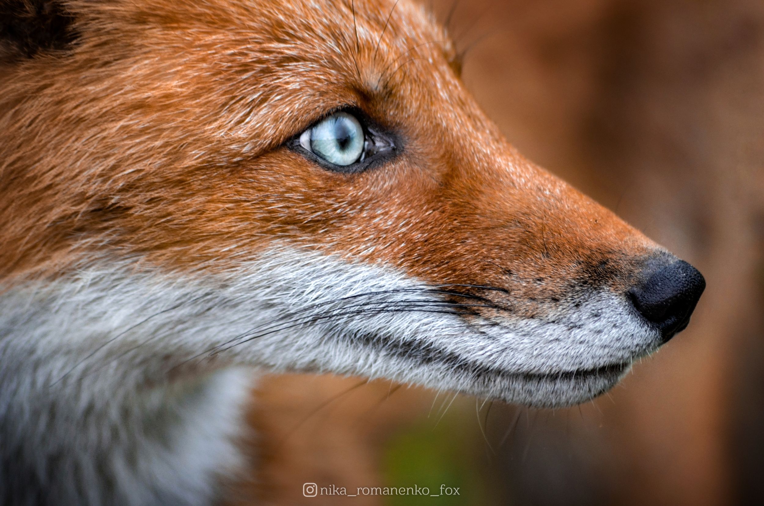 лиса, лисы, животные, animals, fox, foxes, animal, лис, red fox, forest, лес, Вероника Романенко
