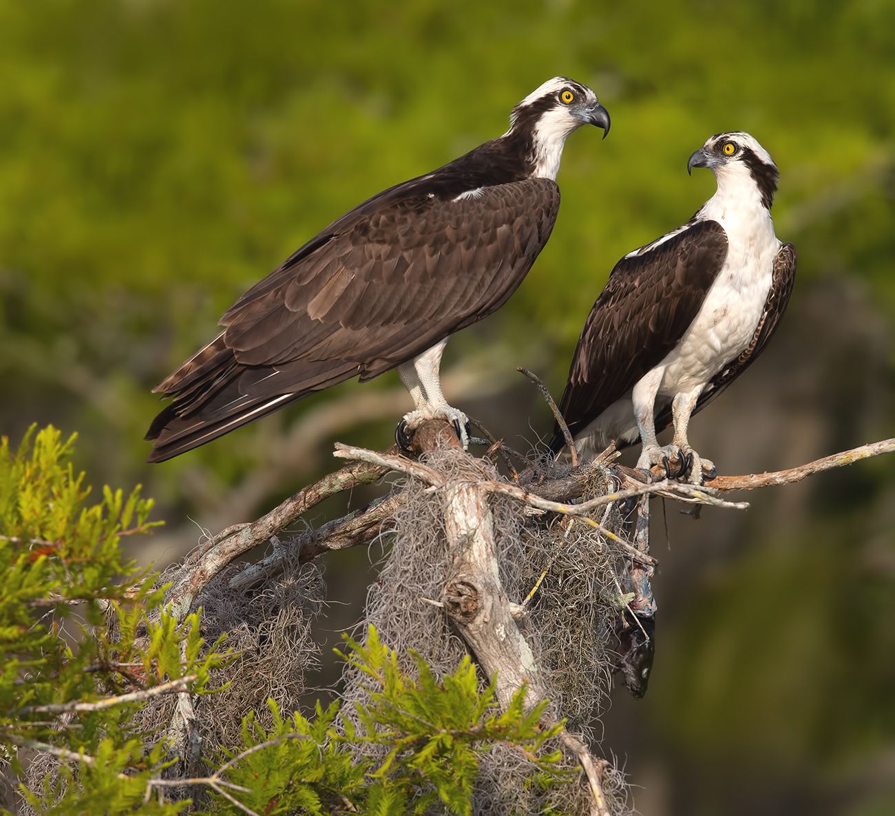 скопа, osprey, florida, флорида, хищные птицы, raptor, wildlife, wild, Elizabeth Etkind