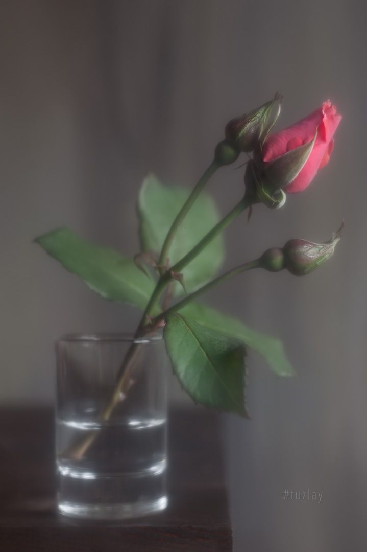 розы, Владимир Тузлай