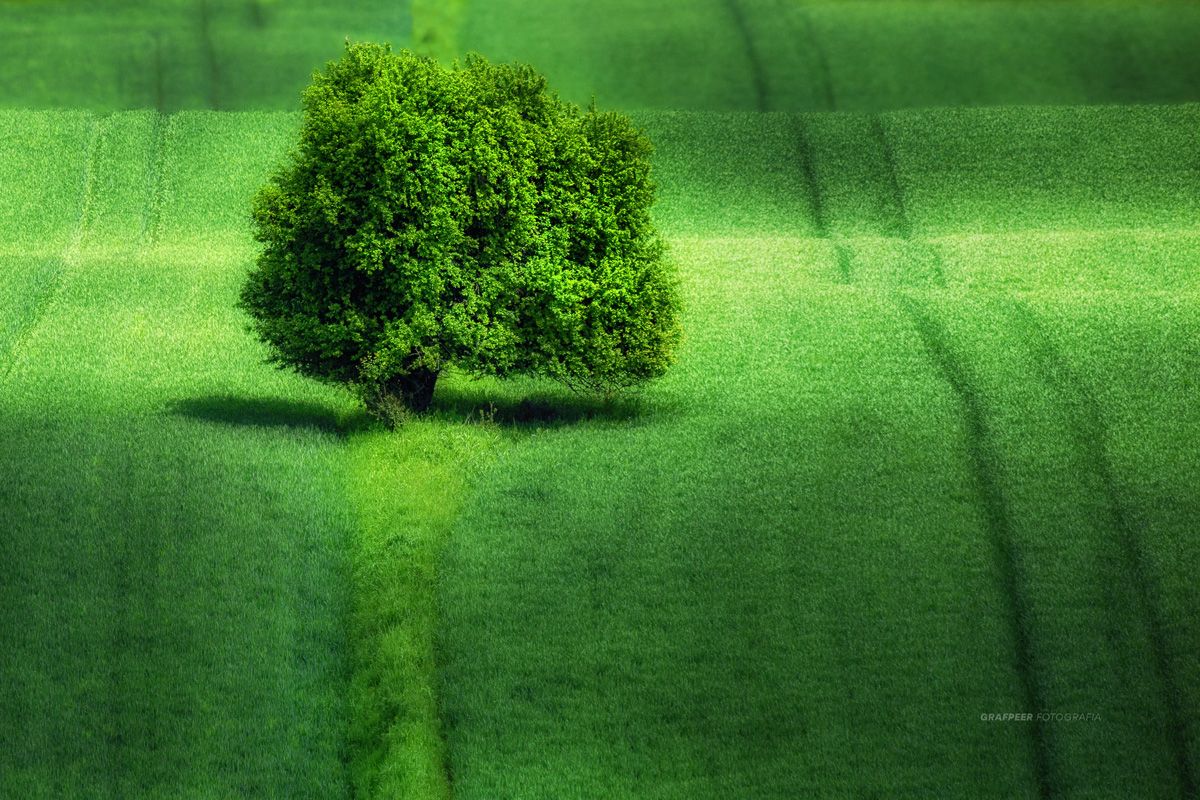 fields, tree, lonely, landscape, shadow, rpowroznik, green, Robert Powroznik