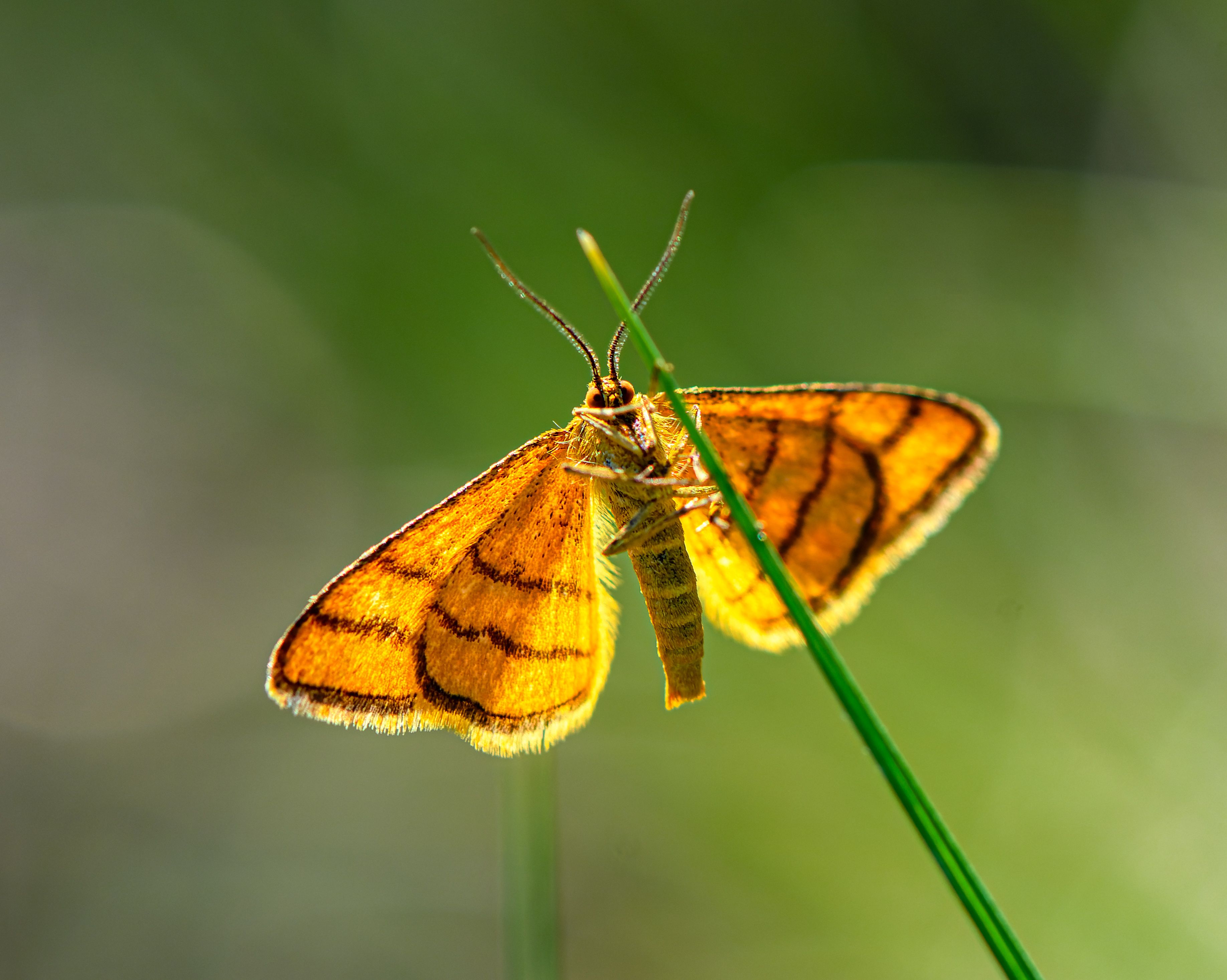 moth, lythria purpuraria, the purple-barred yellow,  Mykhailo