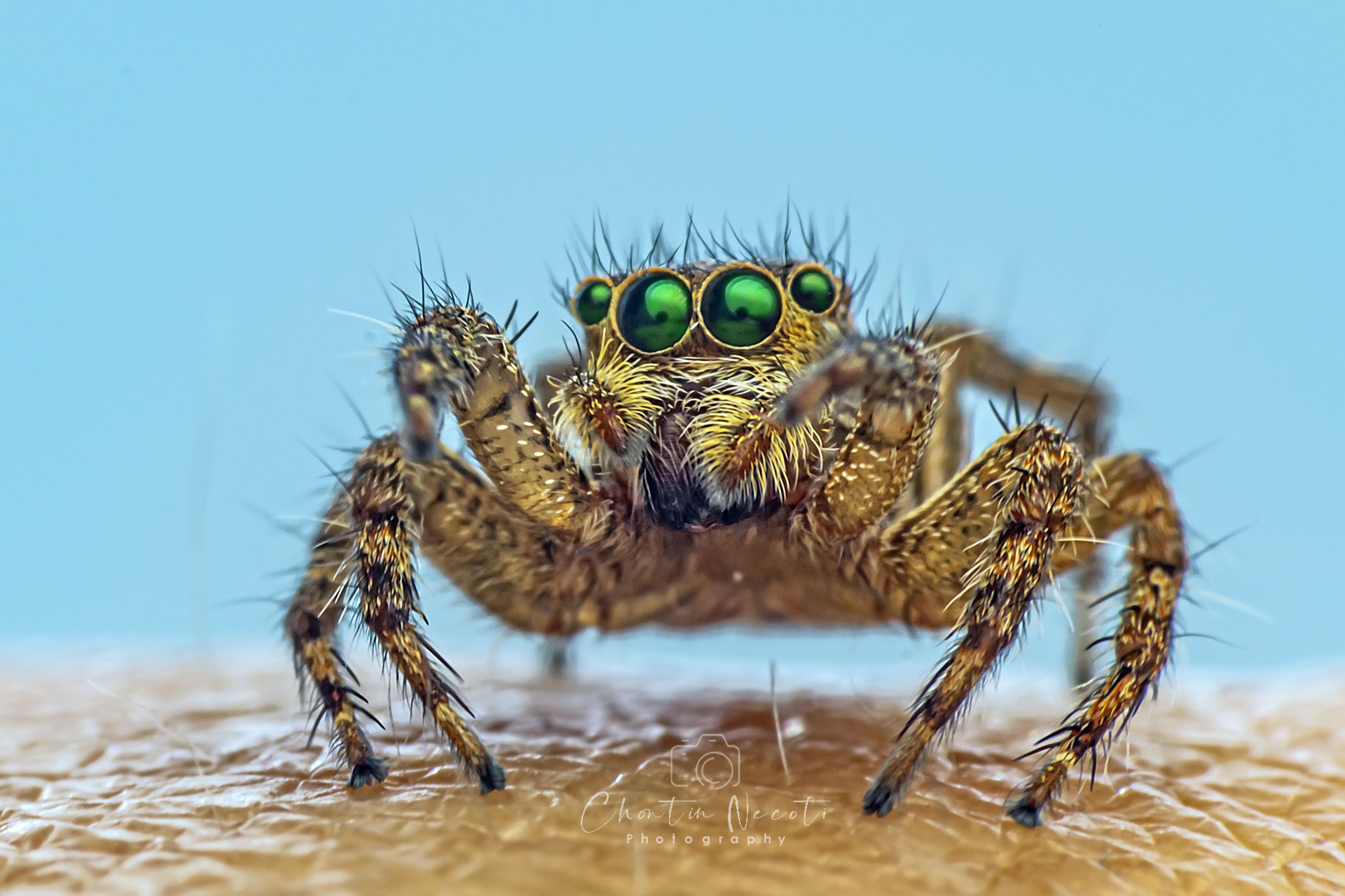 macro, spider, jumping, animal, eyes, legs, small, garden, forest, light, nature, natural, beauty, beautiful, NeCoTi ChonTin