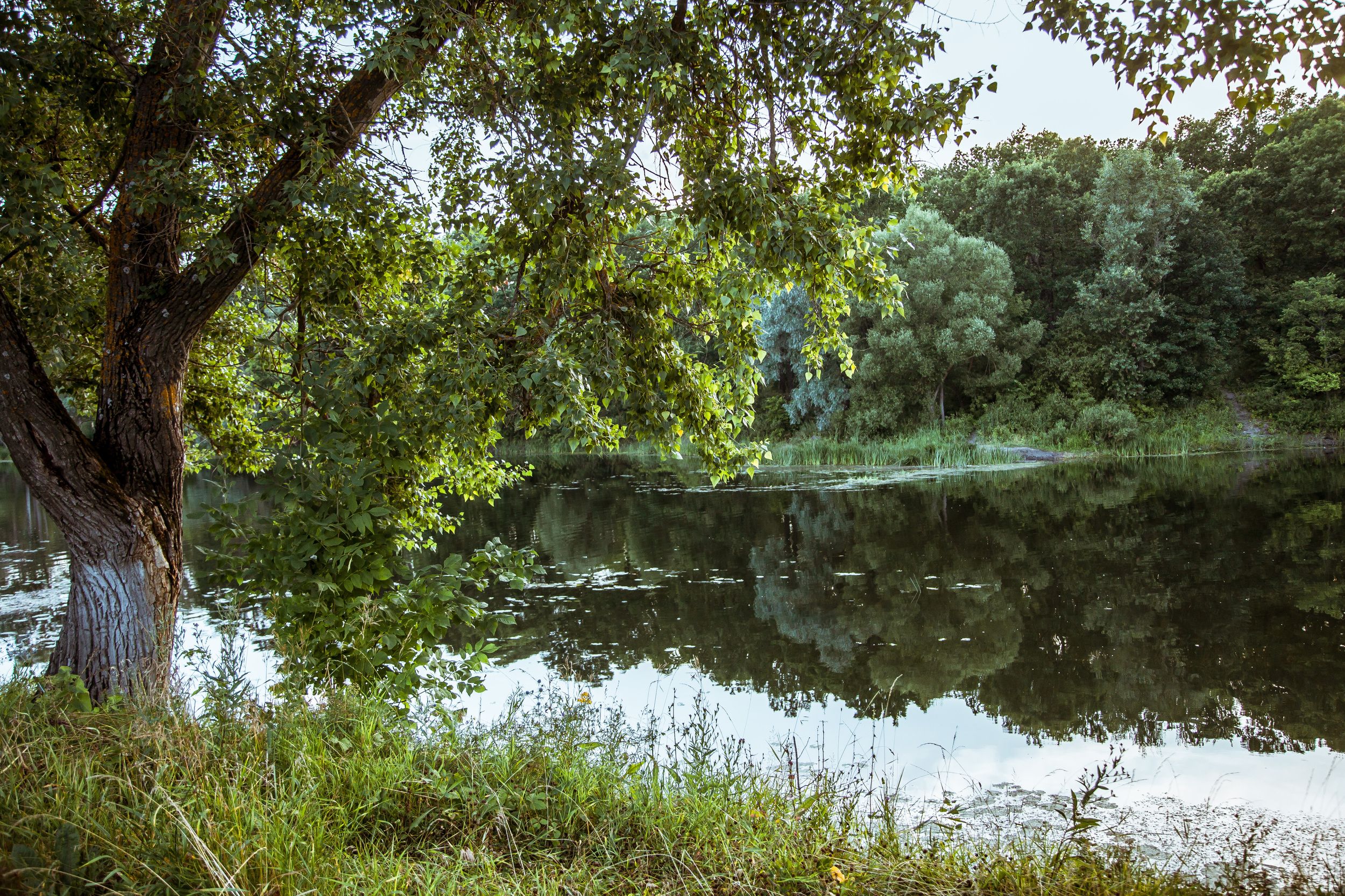 Река, деревья, спокойствие, Эльвира Сагдиева