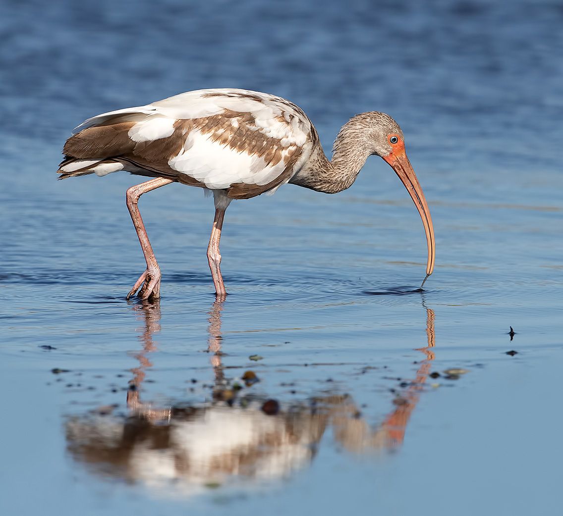 ибис, white ibis, ibis, florida, флорида, Elizabeth Etkind