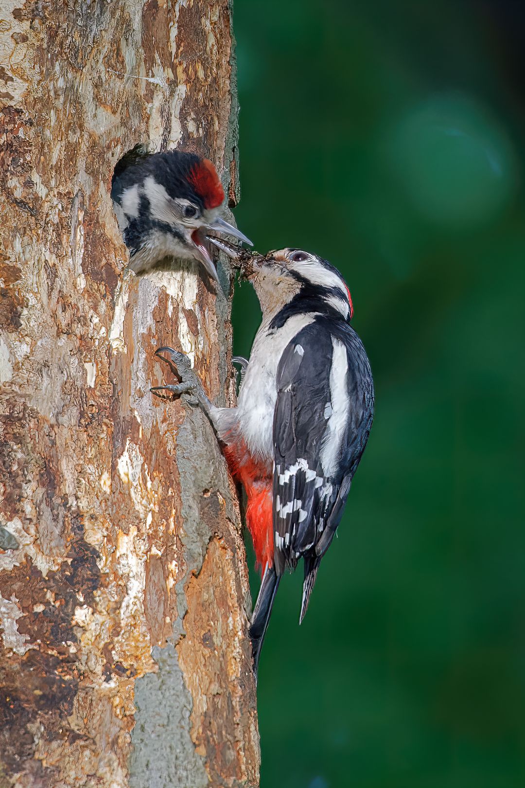 woodpecker; bird; nature; wildlife, Sibé