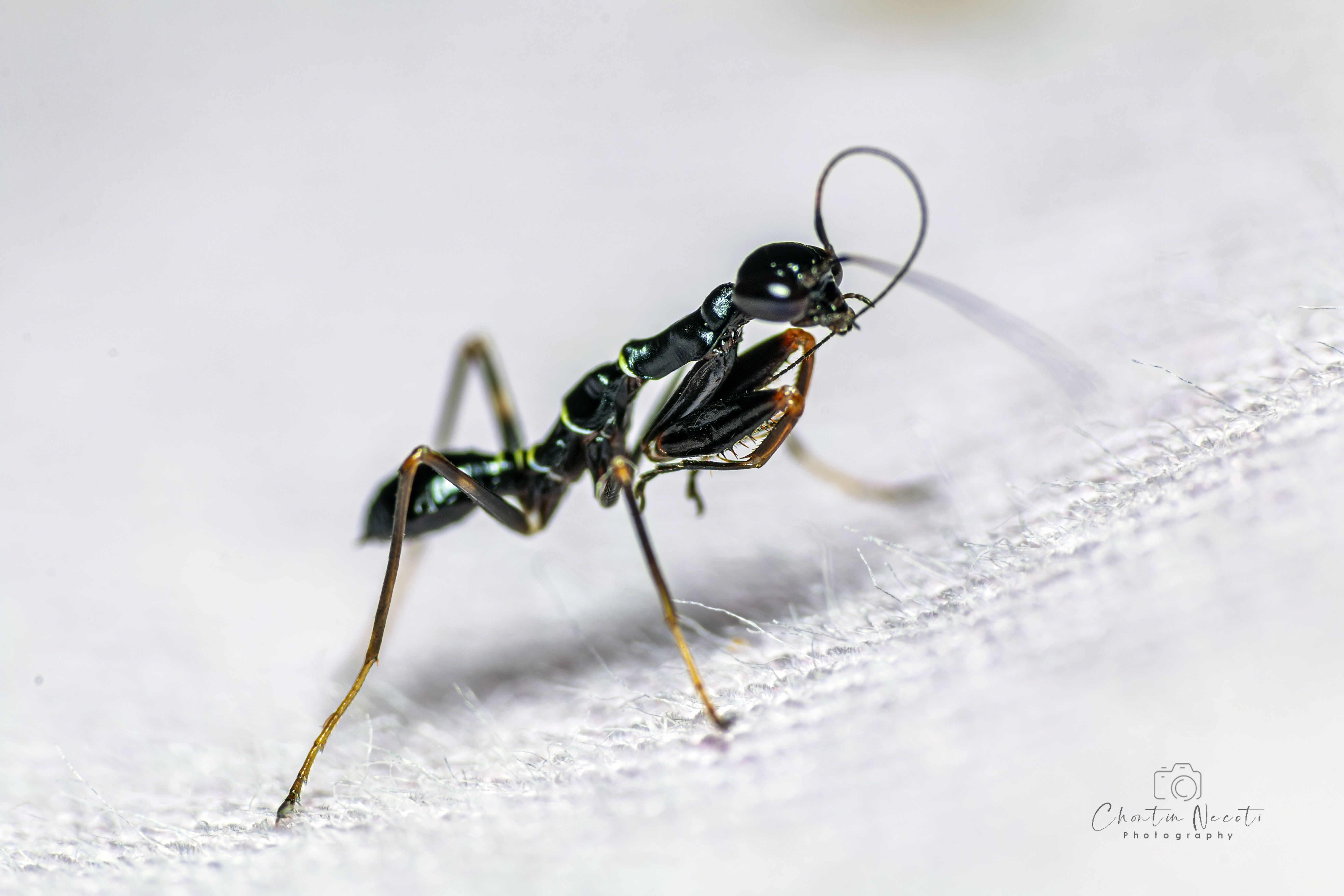 small, animal, insect, macro, black, garden, mantis, nature, natural, beauty, beautiful, prey, NeCoTi ChonTin