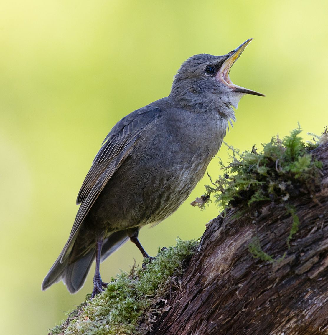 обыкновенный скворец, european starling, скворец, starling,весна, Elizabeth Etkind