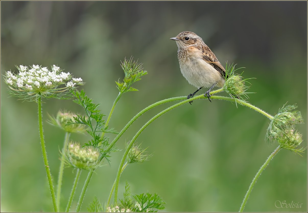 Saxicola rubetra, Лето, Природа, Птицы, Чекан луговой, Солисия