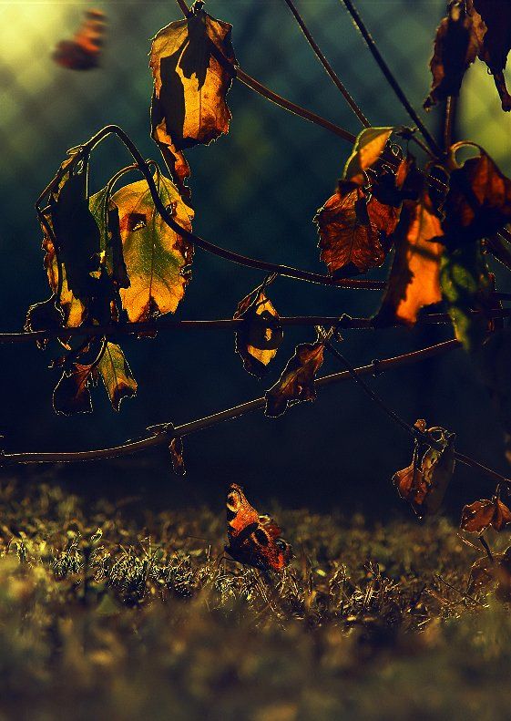 wake,macro,nature,sony,butterfly,autumn, Эмеральд Ваке ©