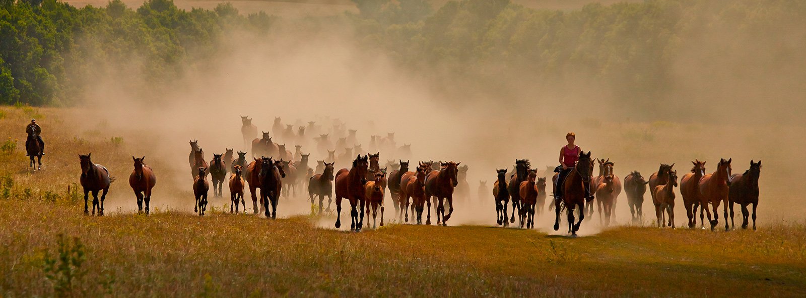 кони,лошади,пыль,табун, Fotojazz