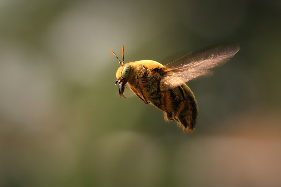 Bee, Macro, Angga Ra Putra