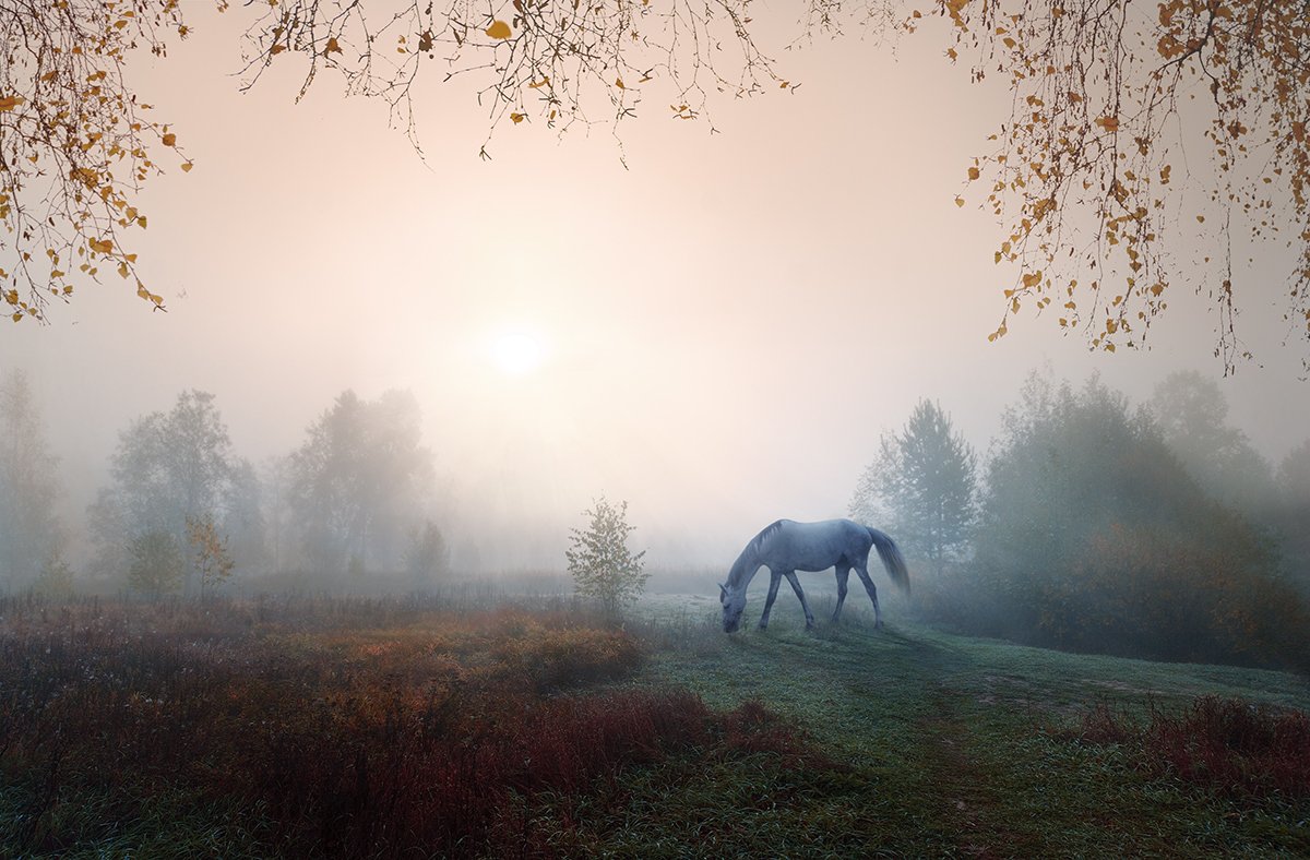 туман, лошадь-белая, осень, рассвет, Сергей Хромов