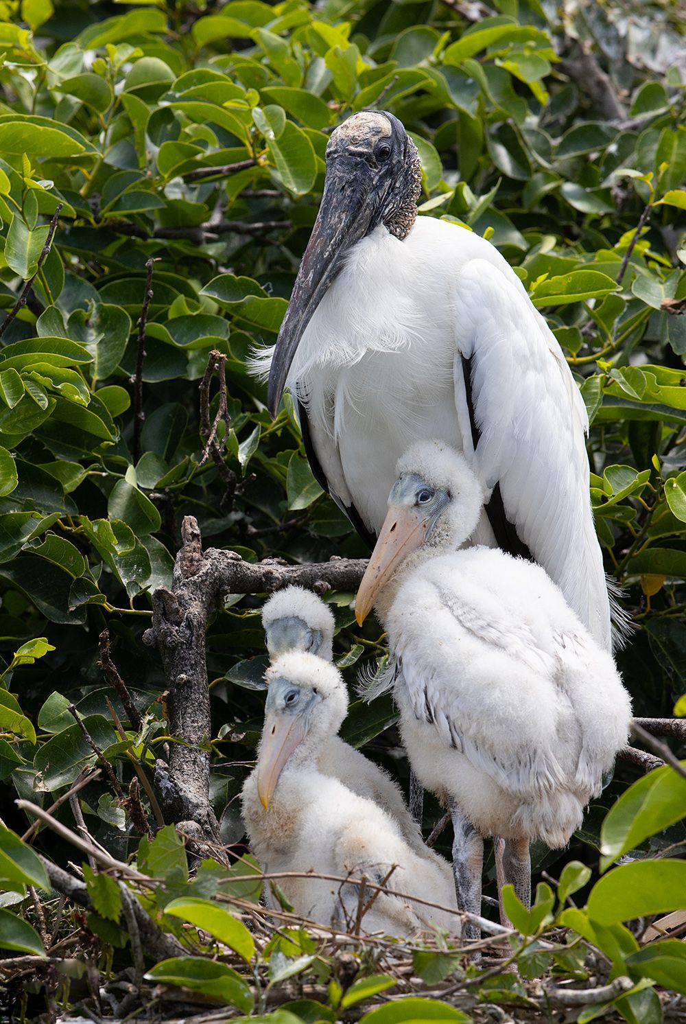 американский клювач, wood stork, флорида, florida, Elizabeth Etkind