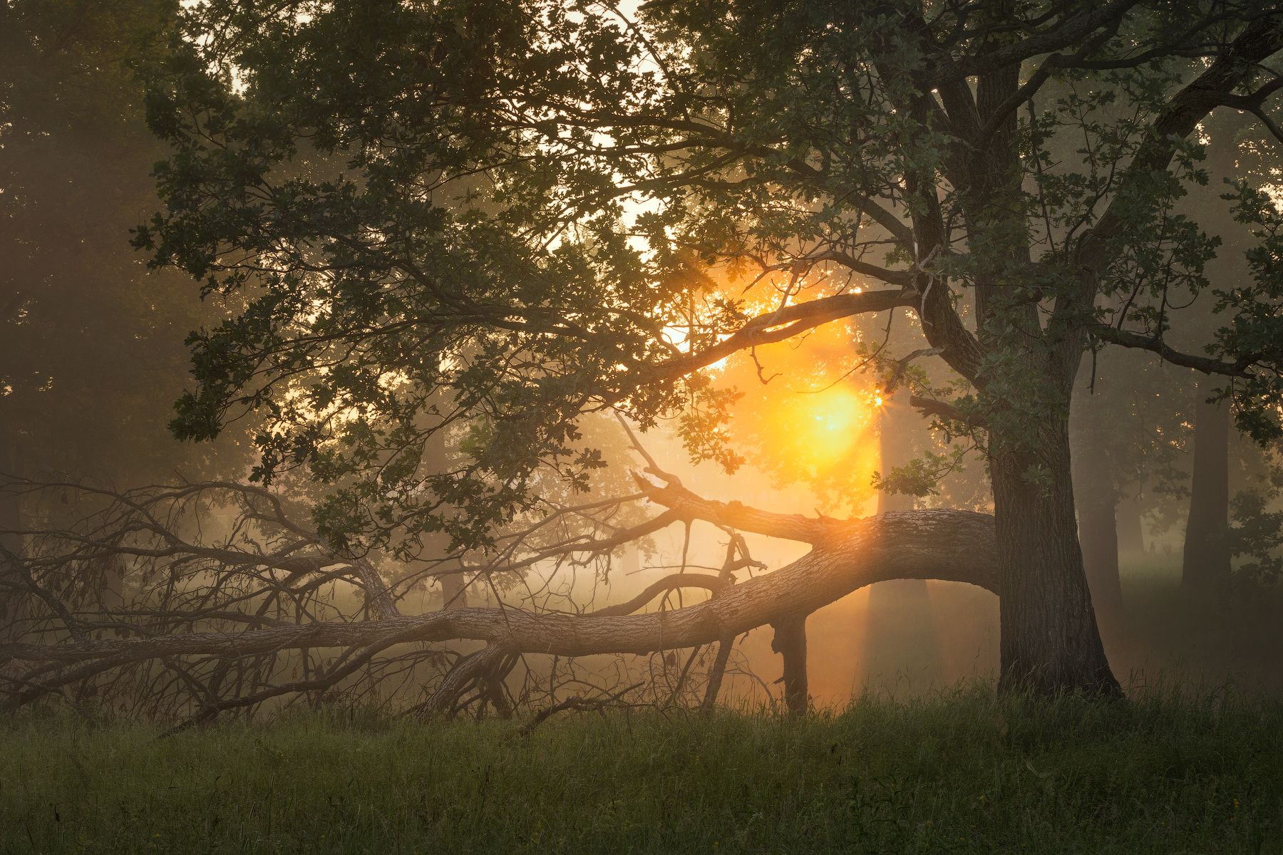 природа утро туман деревья лес солнце лето, Михаил Корнилов