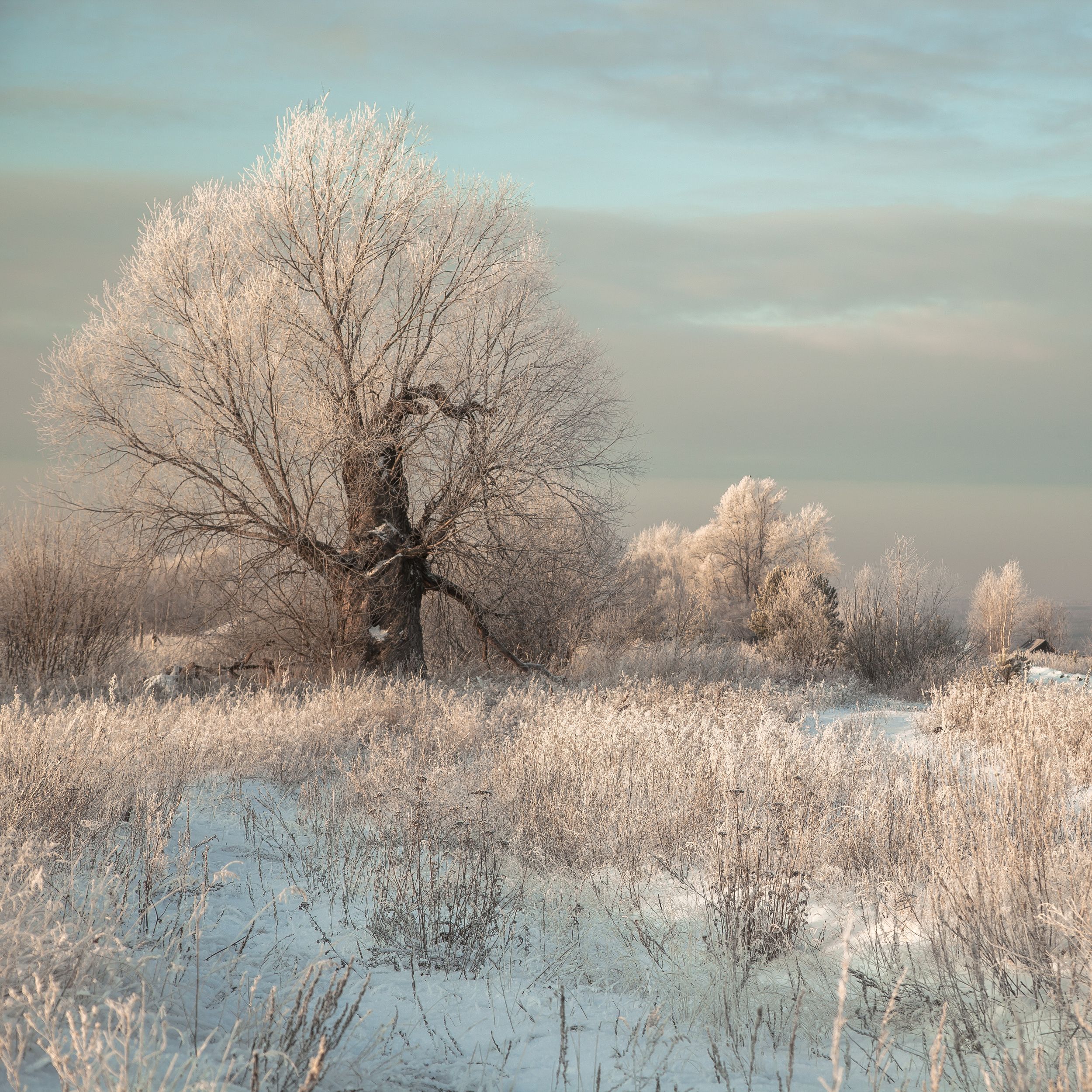 Зима, дерево, иней, Эльвира Сагдиева